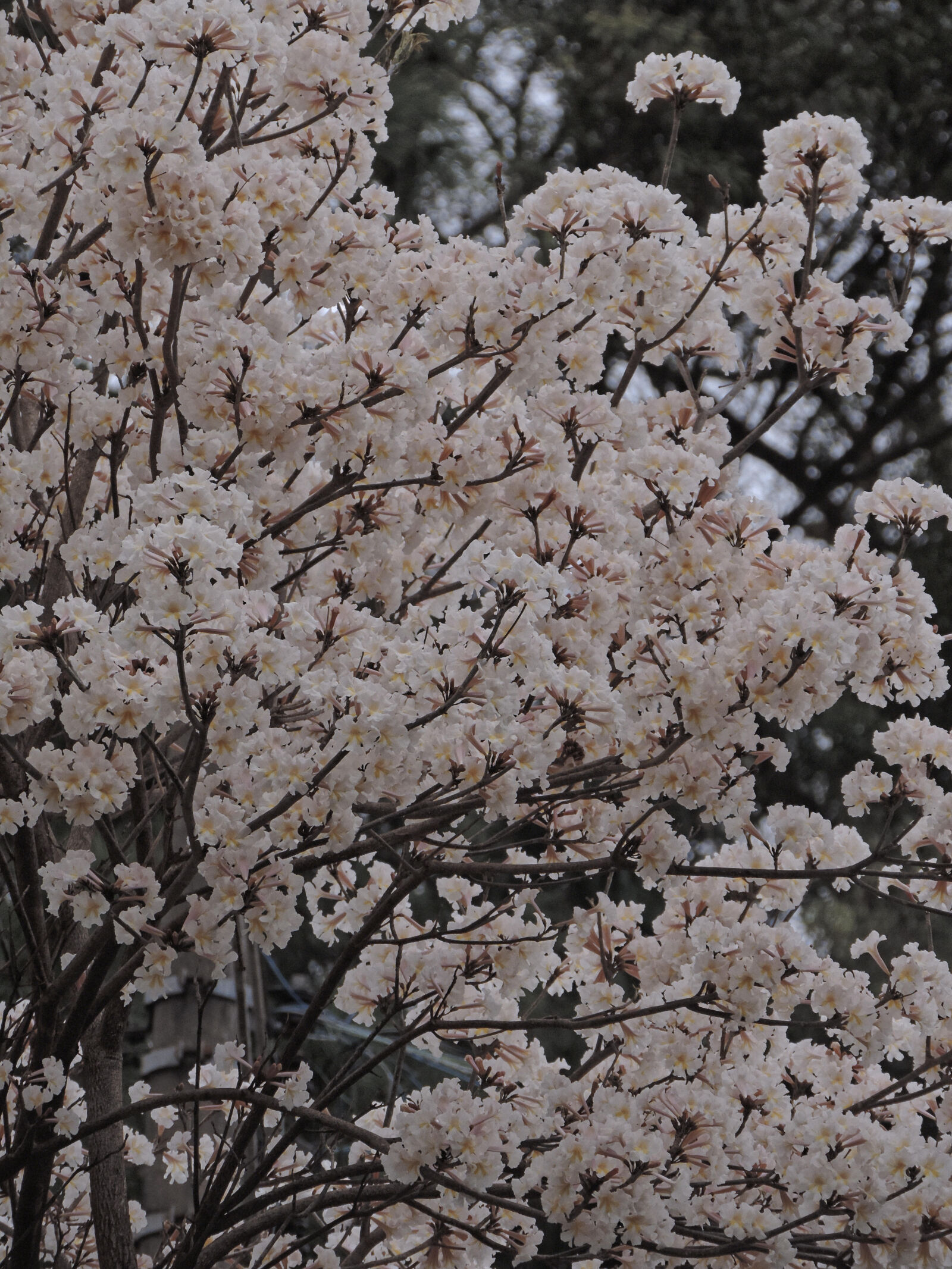 Nikon Coolpix P520 sample photo