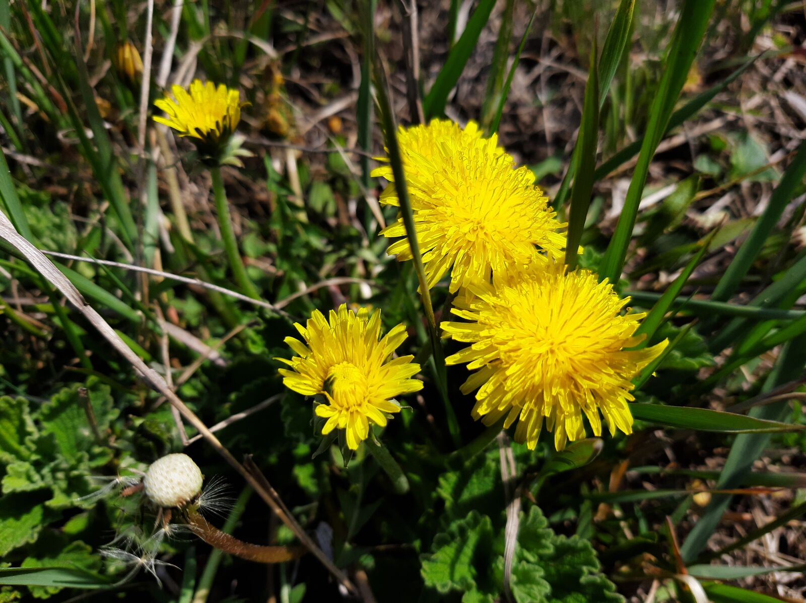 Samsung Galaxy A50 sample photo. Flowers, dandelion, spring photography