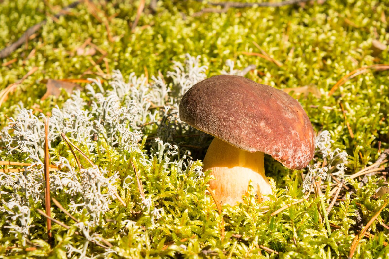 Nikon D5200 sample photo. Mushroom, mushrooms, nature photography