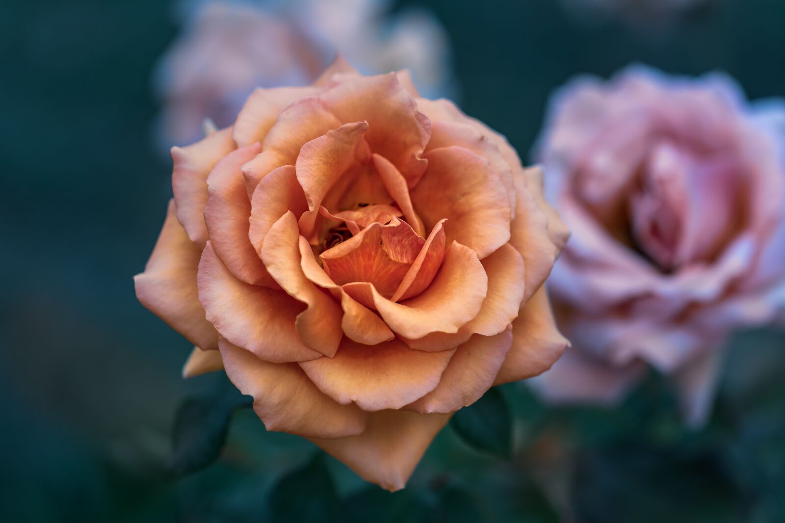 Canon EF 100mm F2.8L Macro IS USM sample photo. Pink, garden, nature photography