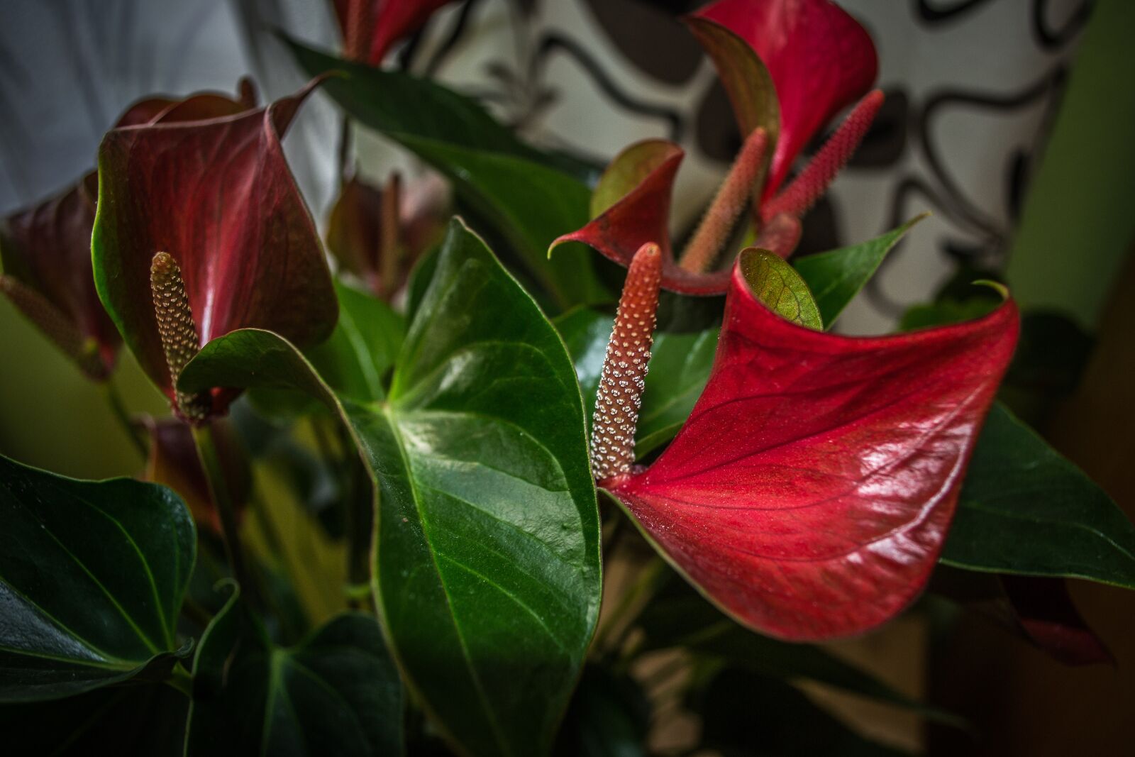 Nikon D3100 sample photo. Flower, colors, green photography