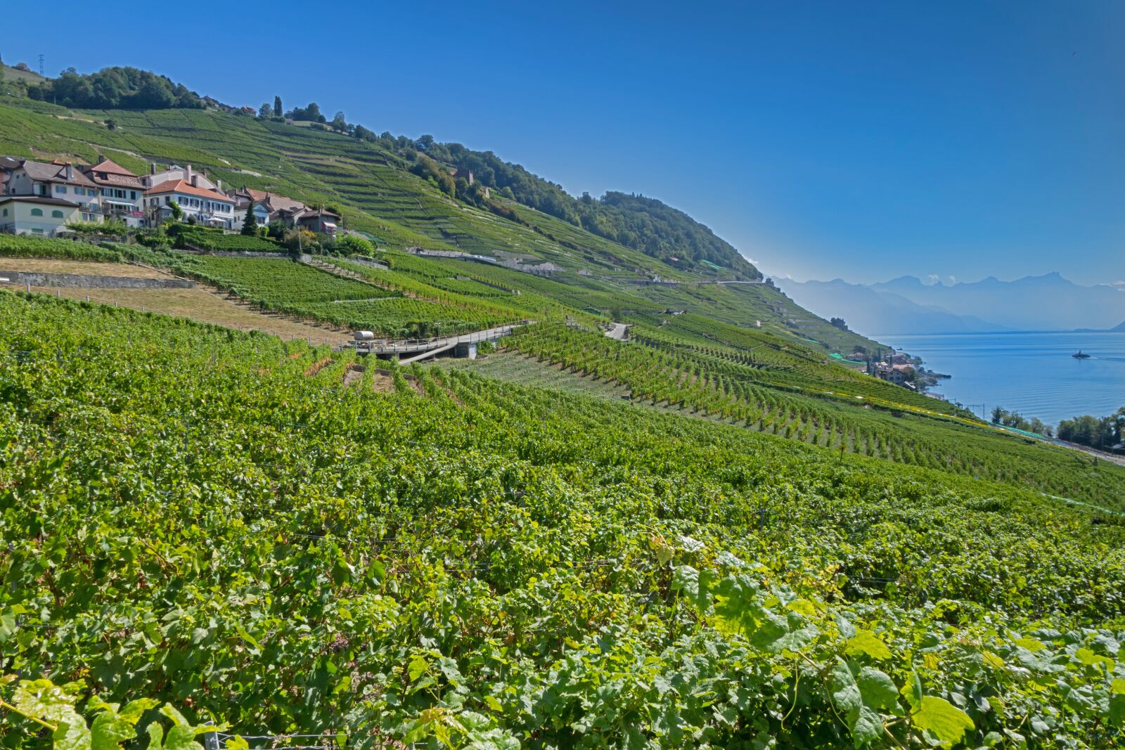 24-200mm F2.8 sample photo. Vines, vineyard, wine photography