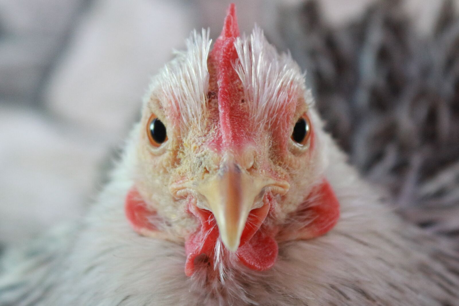 Canon EOS 700D (EOS Rebel T5i / EOS Kiss X7i) + Canon EF-S 18-55mm F3.5-5.6 IS sample photo. Chicken, bird, hen photography