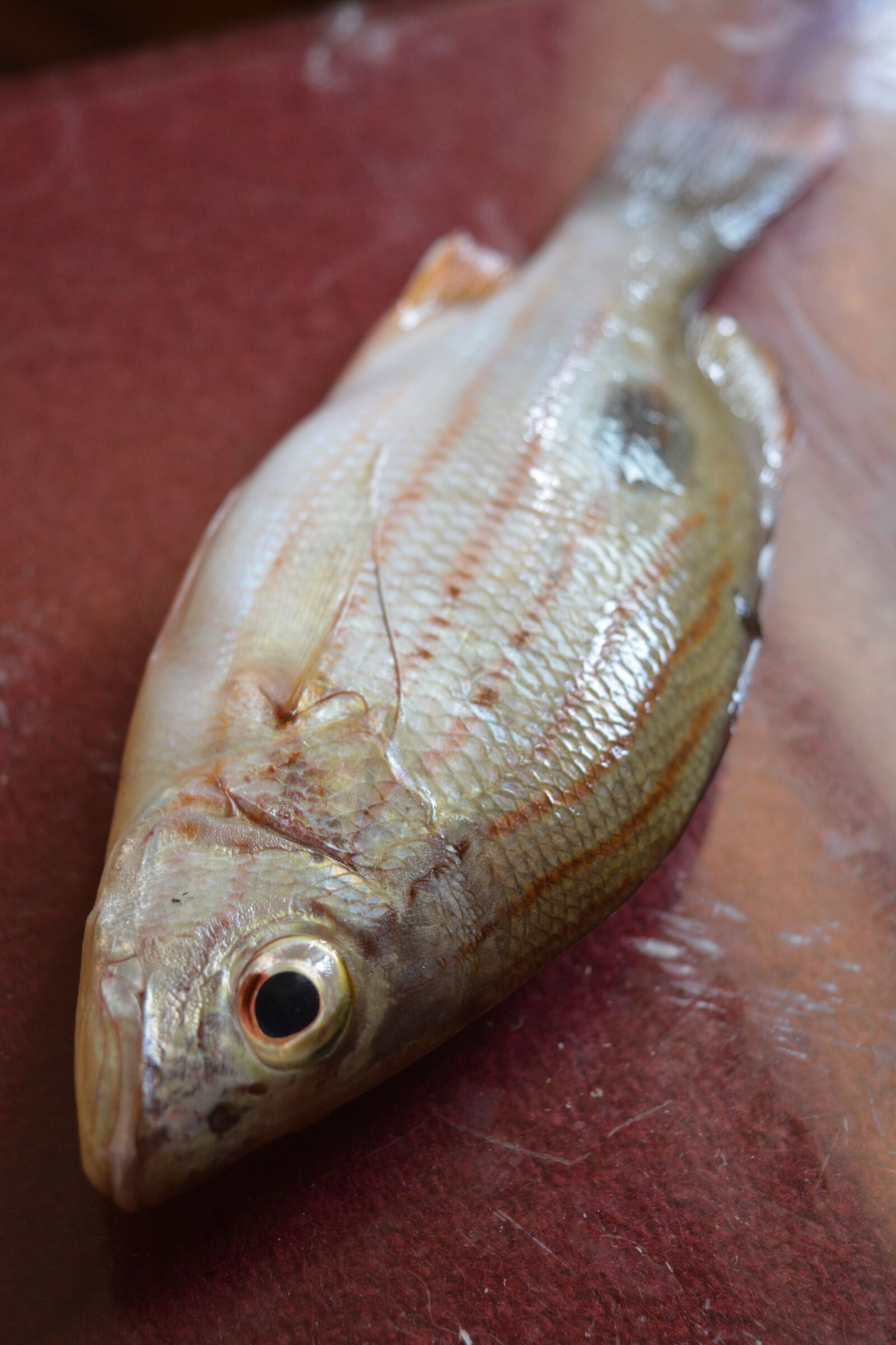 Nikon D5200 sample photo. Fish, goa, india photography