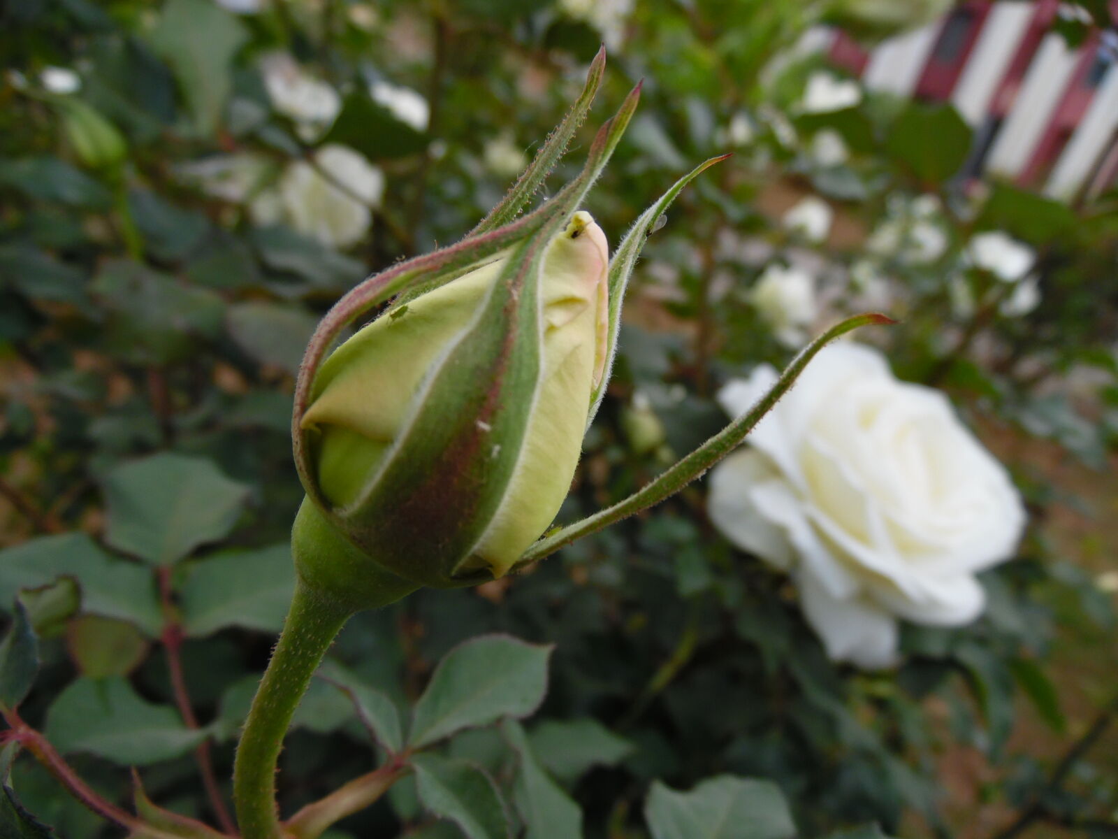 Samsung WB1100F/WB1101F/WB1102F sample photo