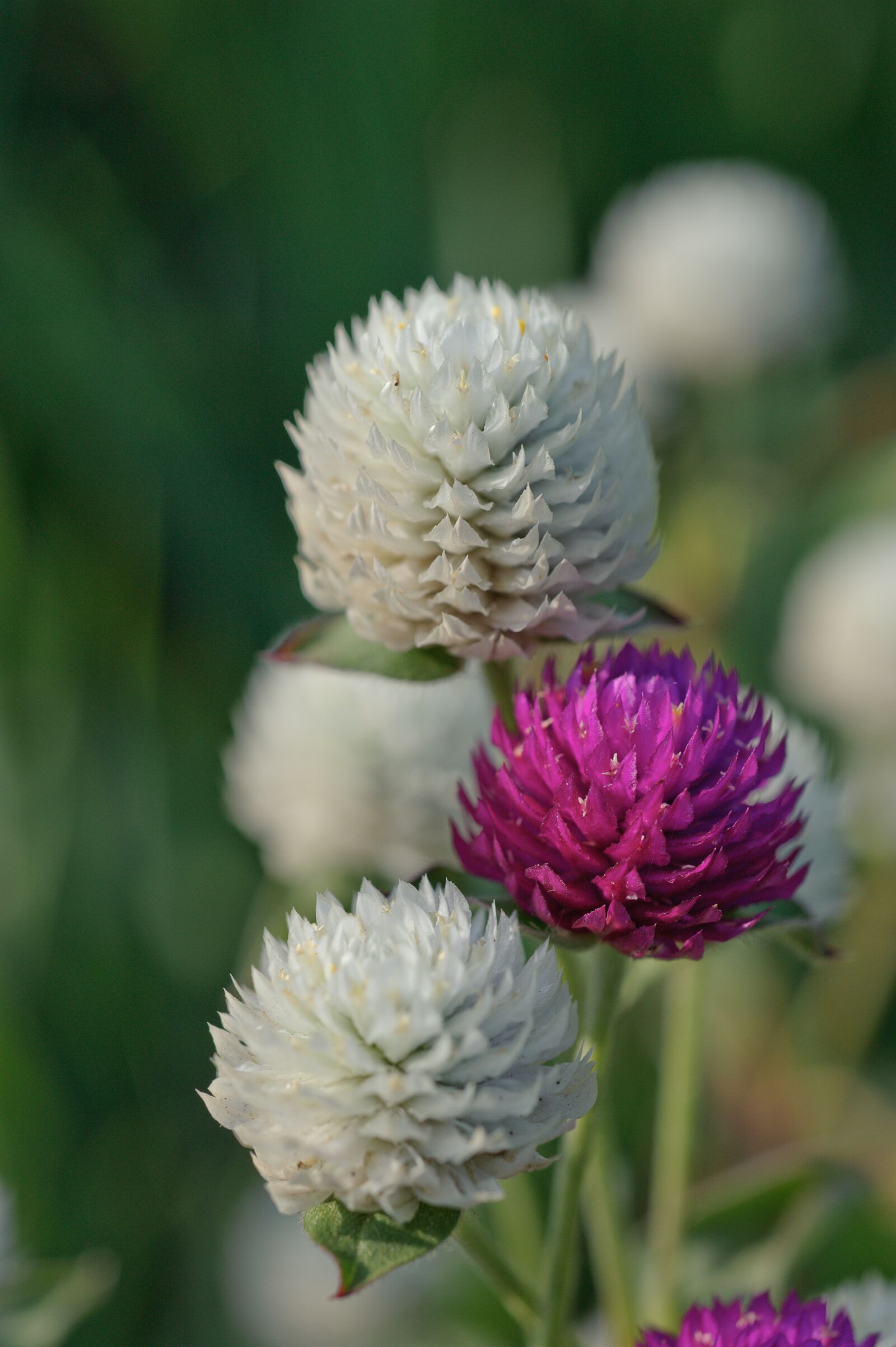 Nikon D700 sample photo. Closeup, decorative clover, summer photography