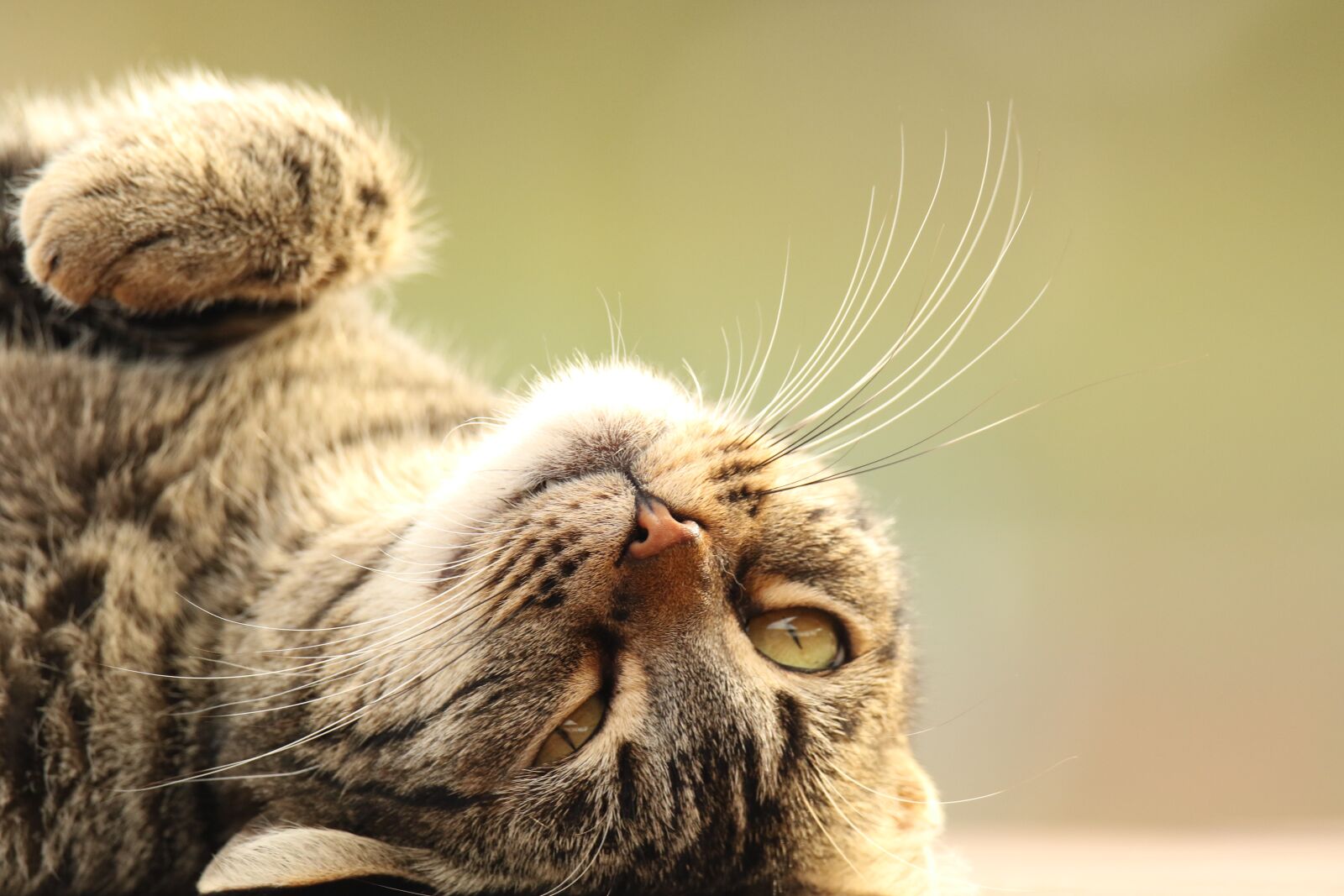 Canon EOS 7D Mark II sample photo. Animal, cat, close up photography