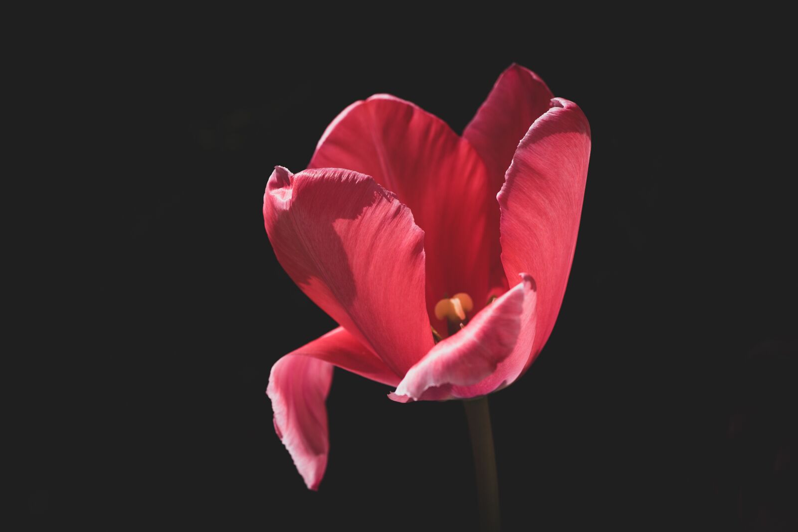 Nikon D750 sample photo. Tulip, red, flower photography