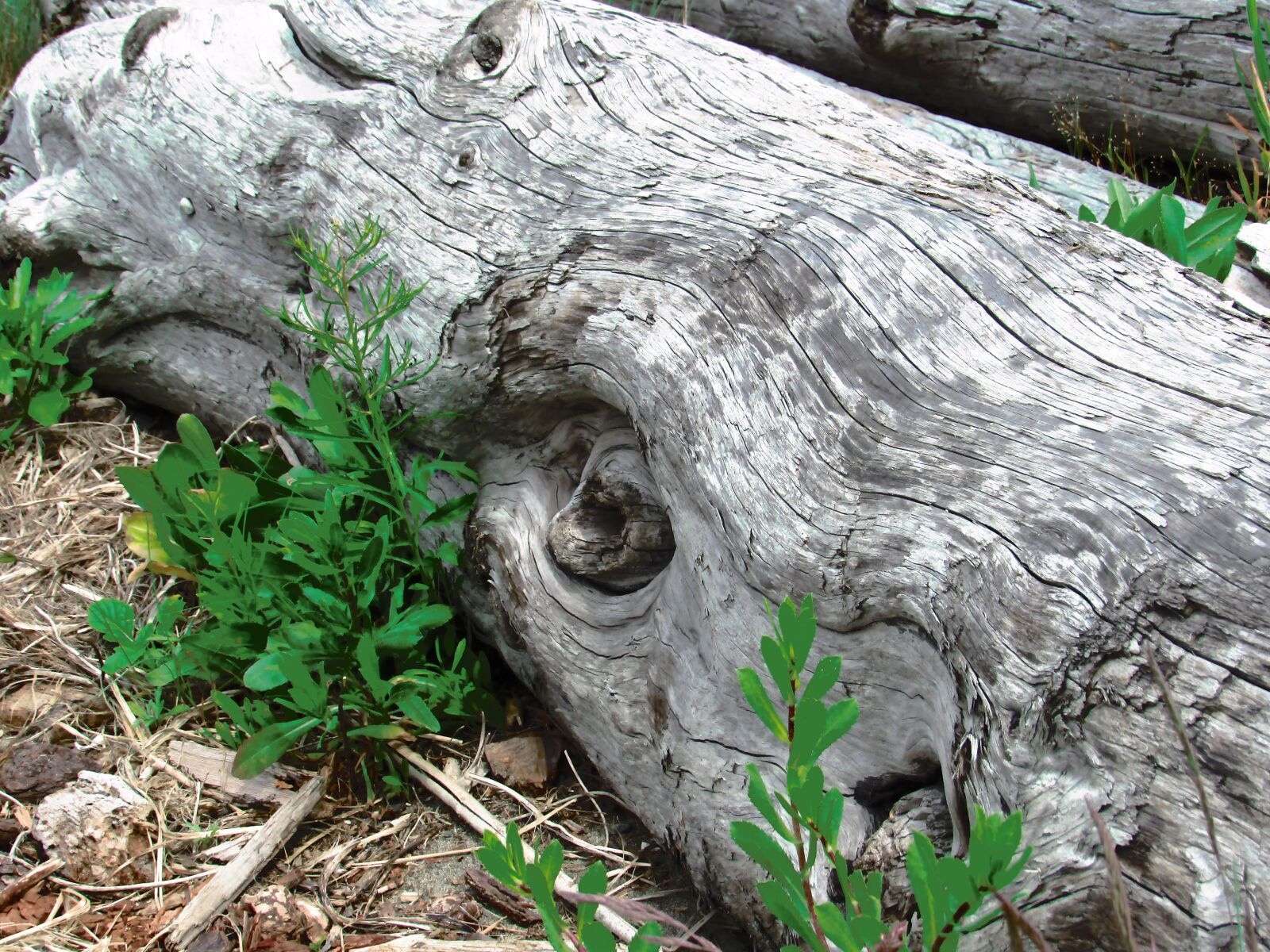 Canon PowerShot SX530 HS sample photo. Driftwood, coast, tree photography
