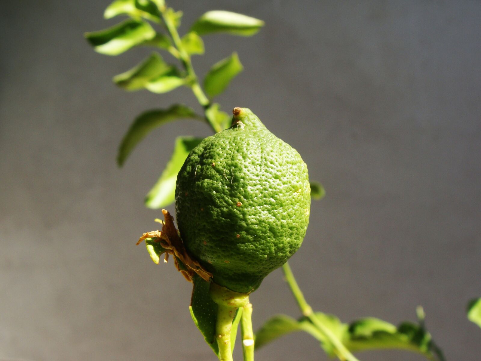 Sony Cyber-shot DSC-H10 sample photo. Green lemon, fruit, green photography