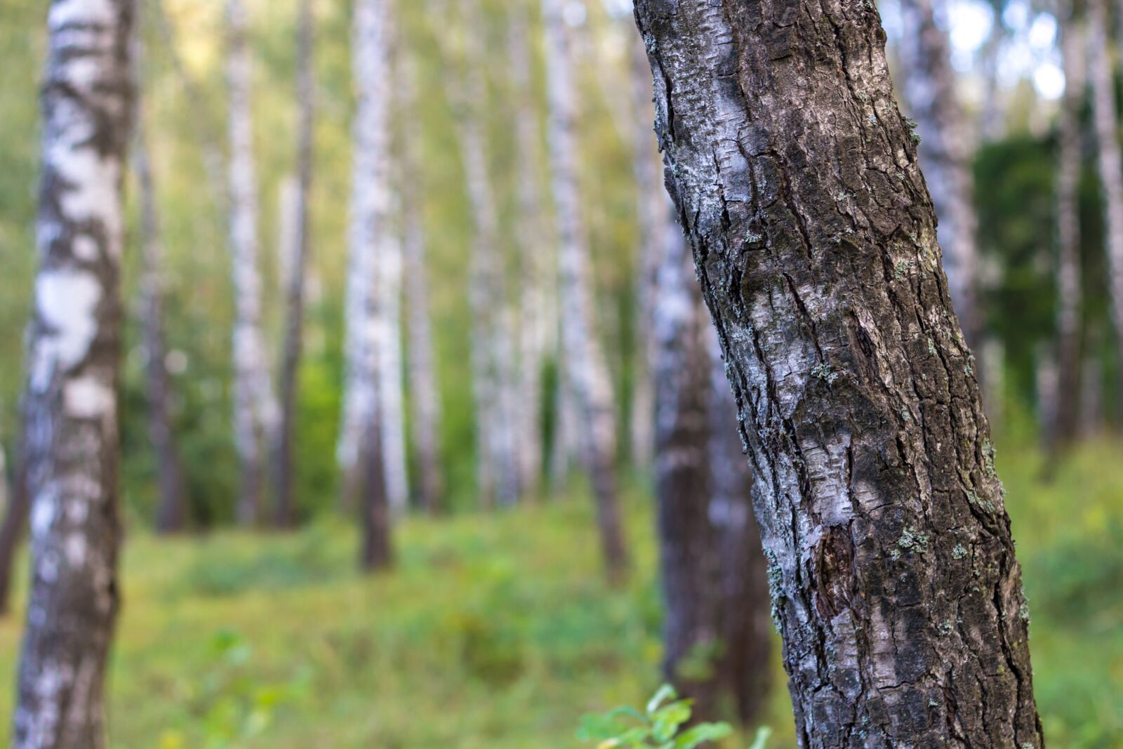 Canon EF 50mm F1.8 II sample photo. Birch, birchwood, forest photography