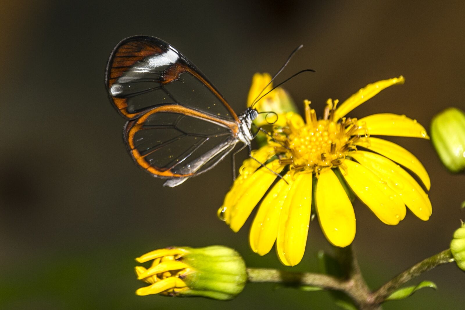Canon EOS 70D sample photo. Tenerife, butterfly, yellow flower photography