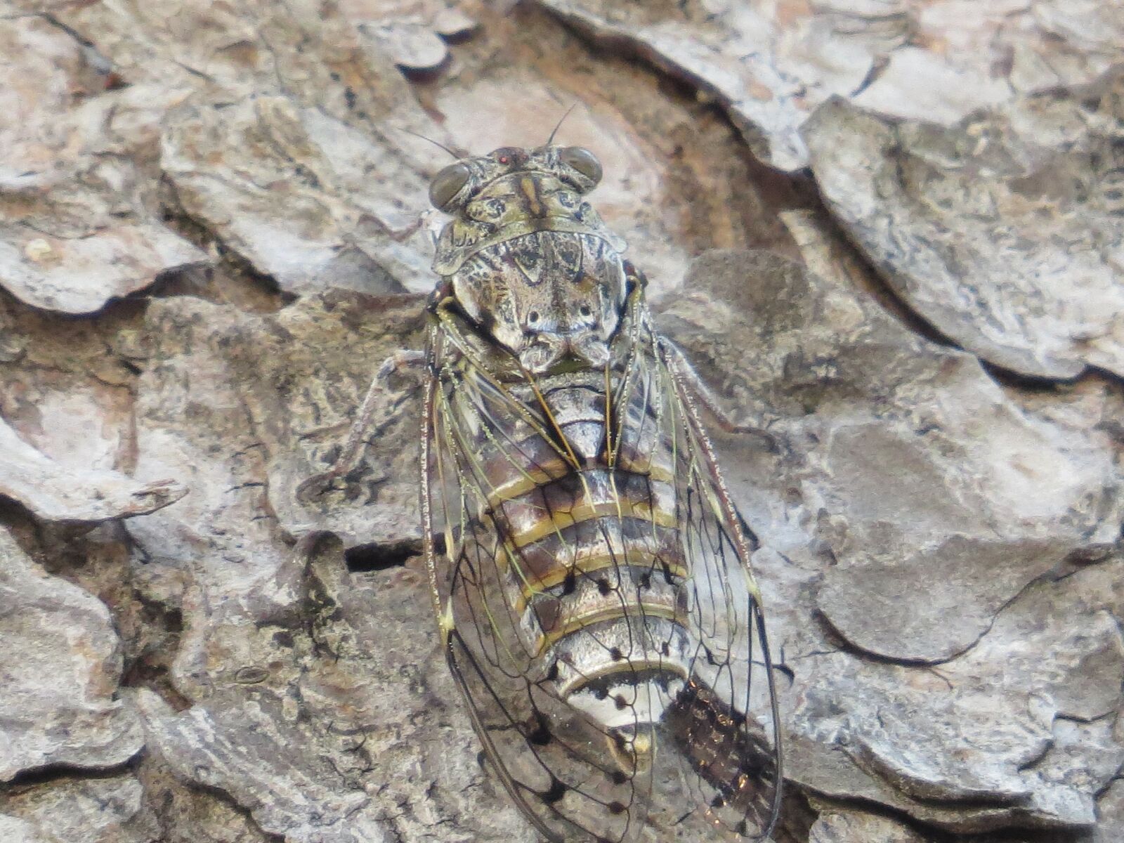 Canon PowerShot SX50 HS sample photo. Cicada, pine, croatia photography