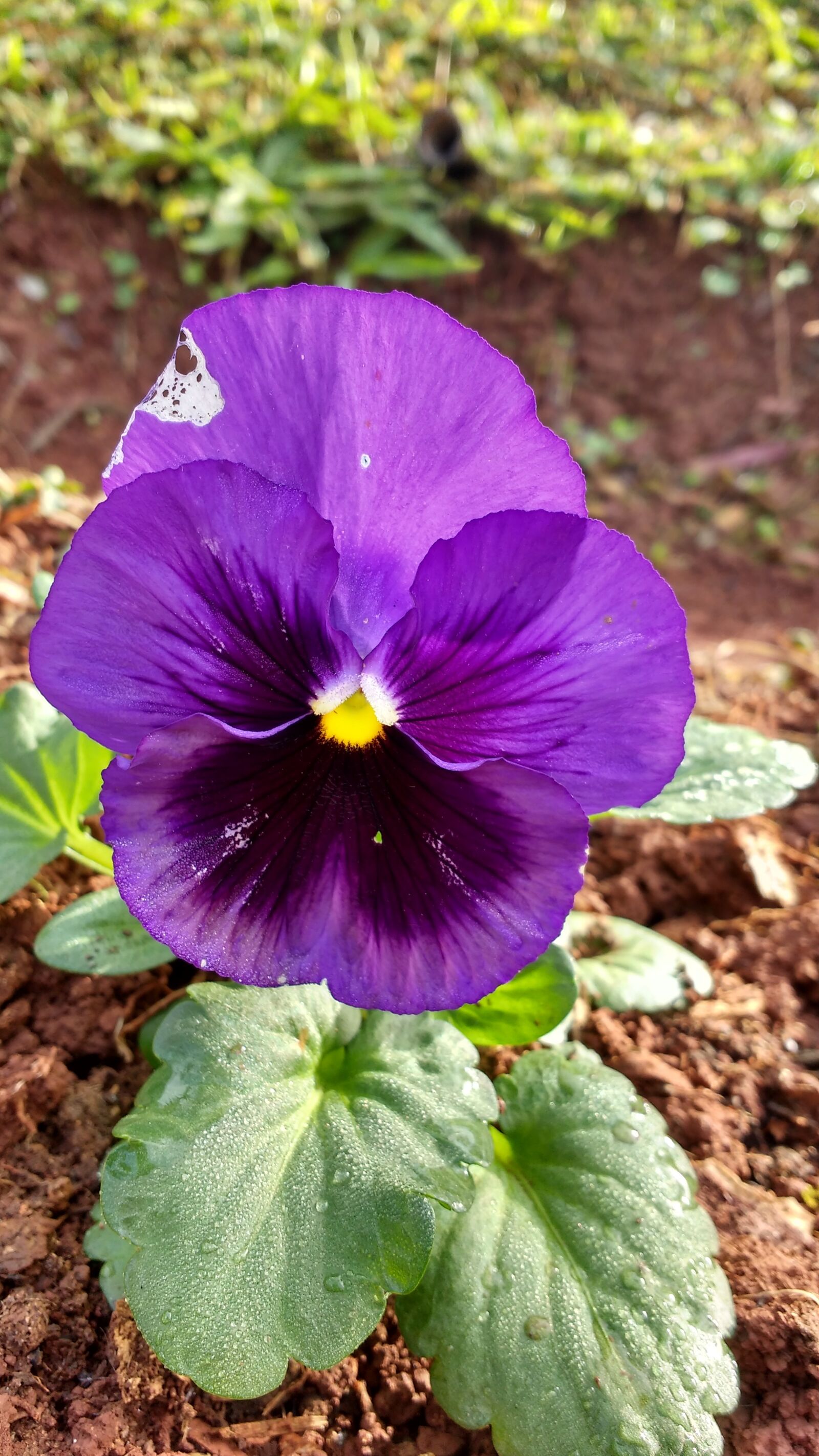 Motorola MotoG3 sample photo. Photo, violet, beautiful photography