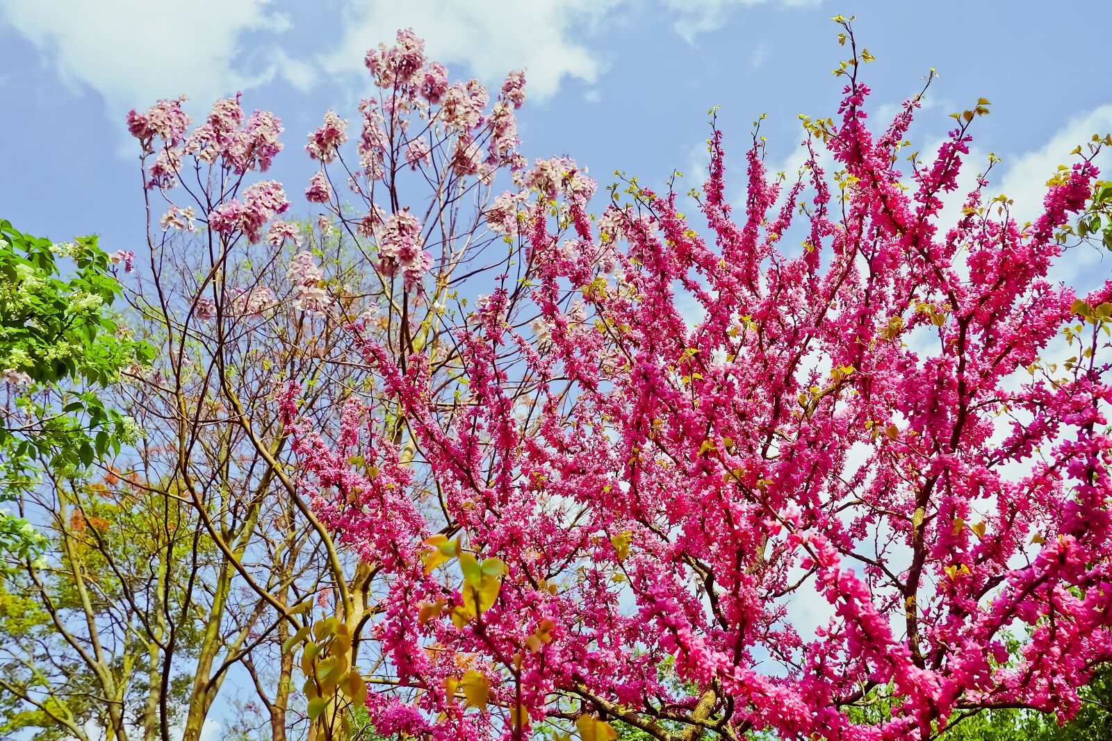 Olympus OM-D E-M10 sample photo. Chinese judas tree, judas photography