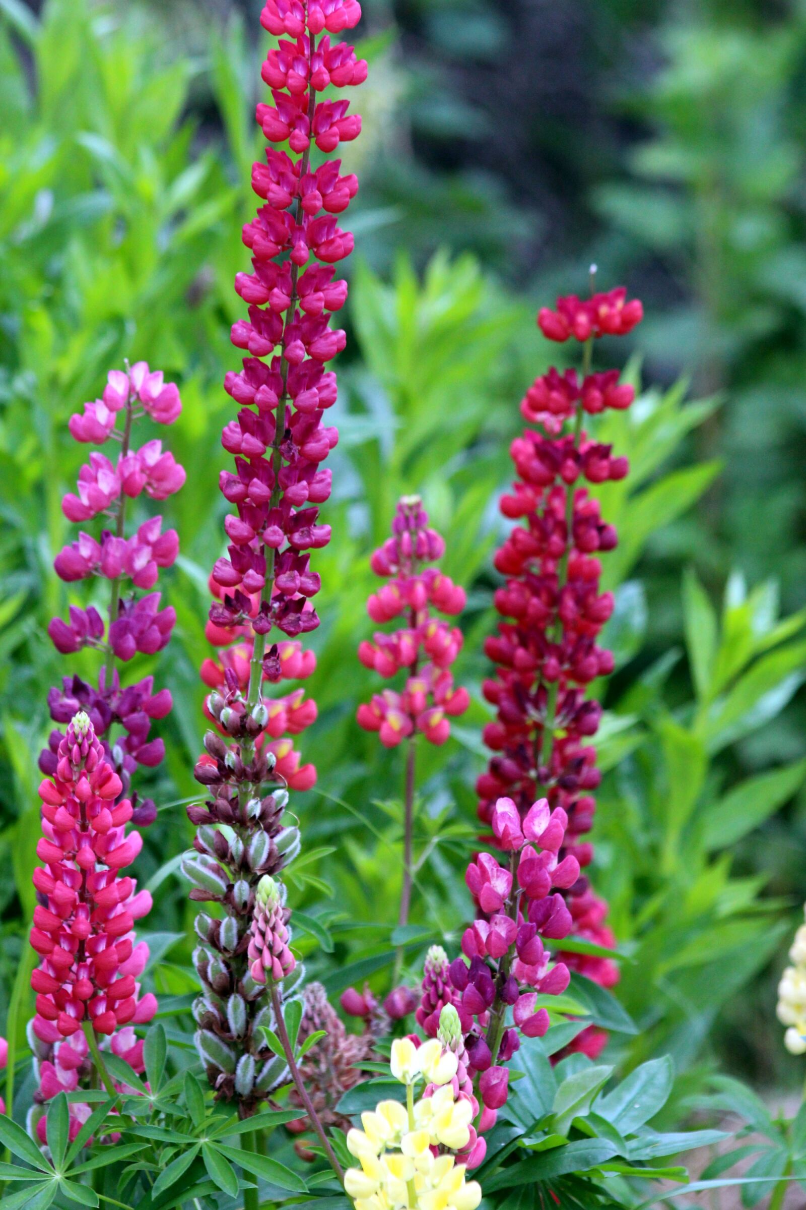 Canon EOS 650D (EOS Rebel T4i / EOS Kiss X6i) sample photo. Lupine, lupine flowers, lupinus photography