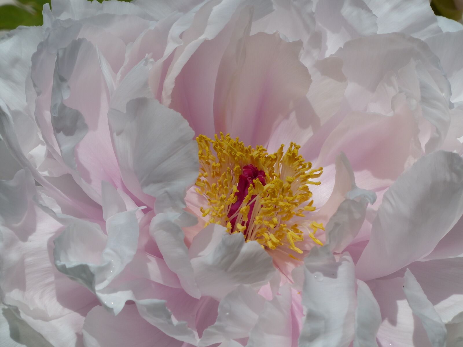 Panasonic Lumix DMC-FZ200 sample photo. Peony bloom, flower, nature photography