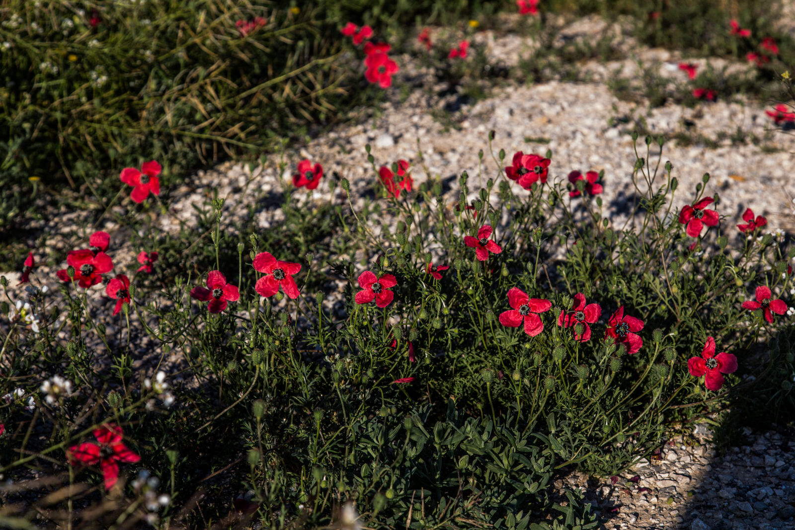 Canon EF 24-105mm F4L IS USM sample photo. Flowers, without, garden, spring photography