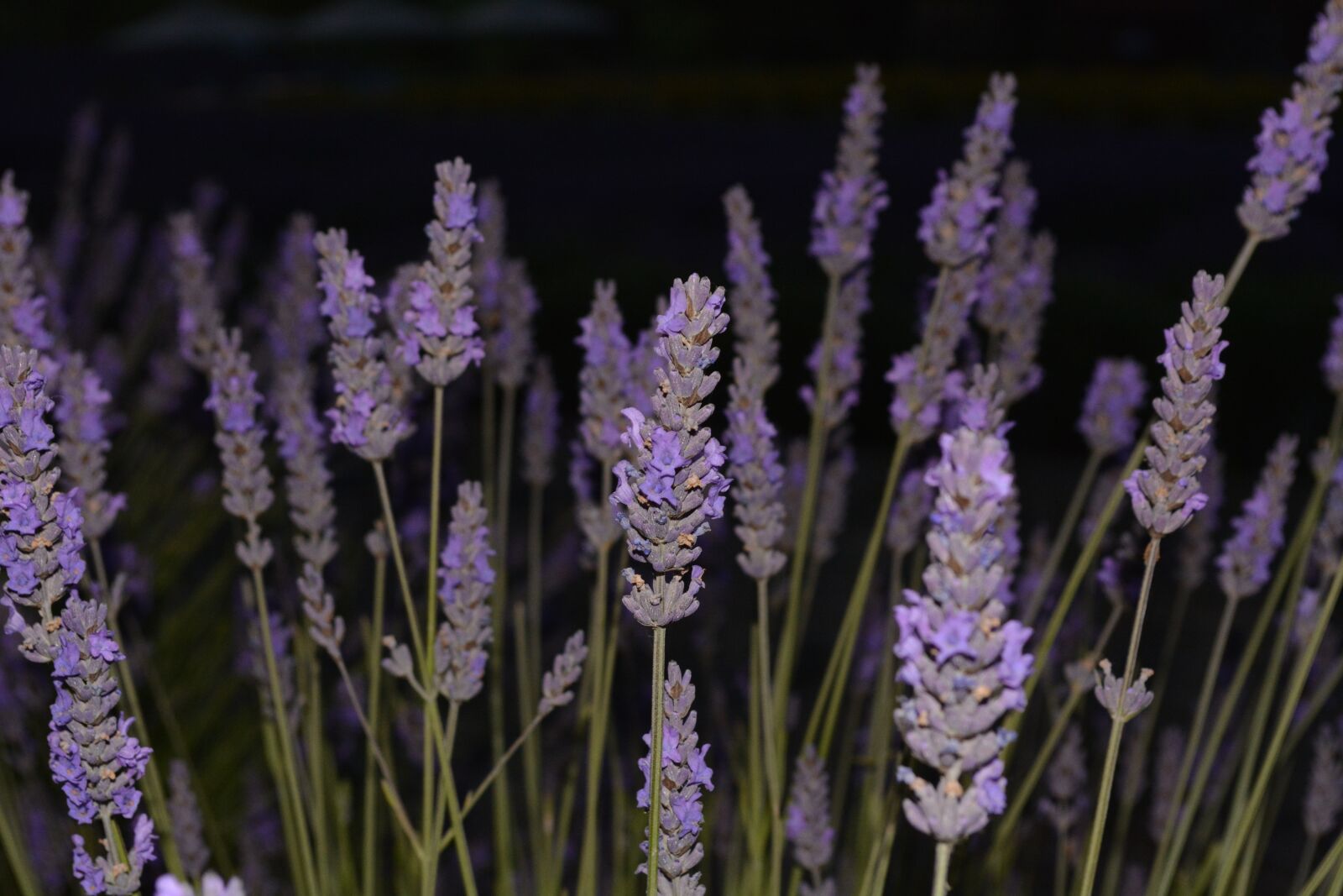 Nikon D5200 sample photo. Lavender, flowers, night photography