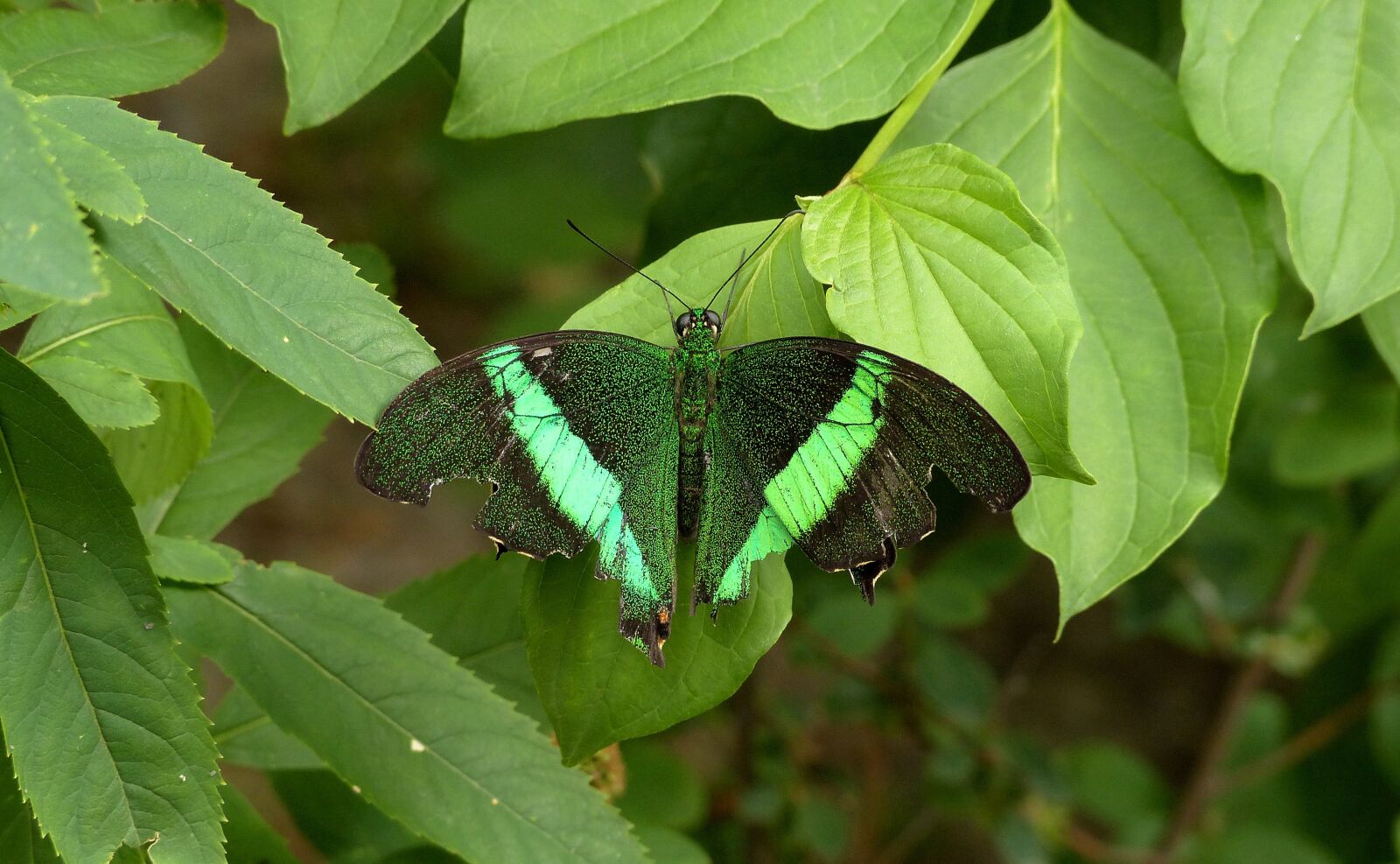 Panasonic Lumix DMC-FZ200 sample photo. Butterfly, green butterfly, greens photography