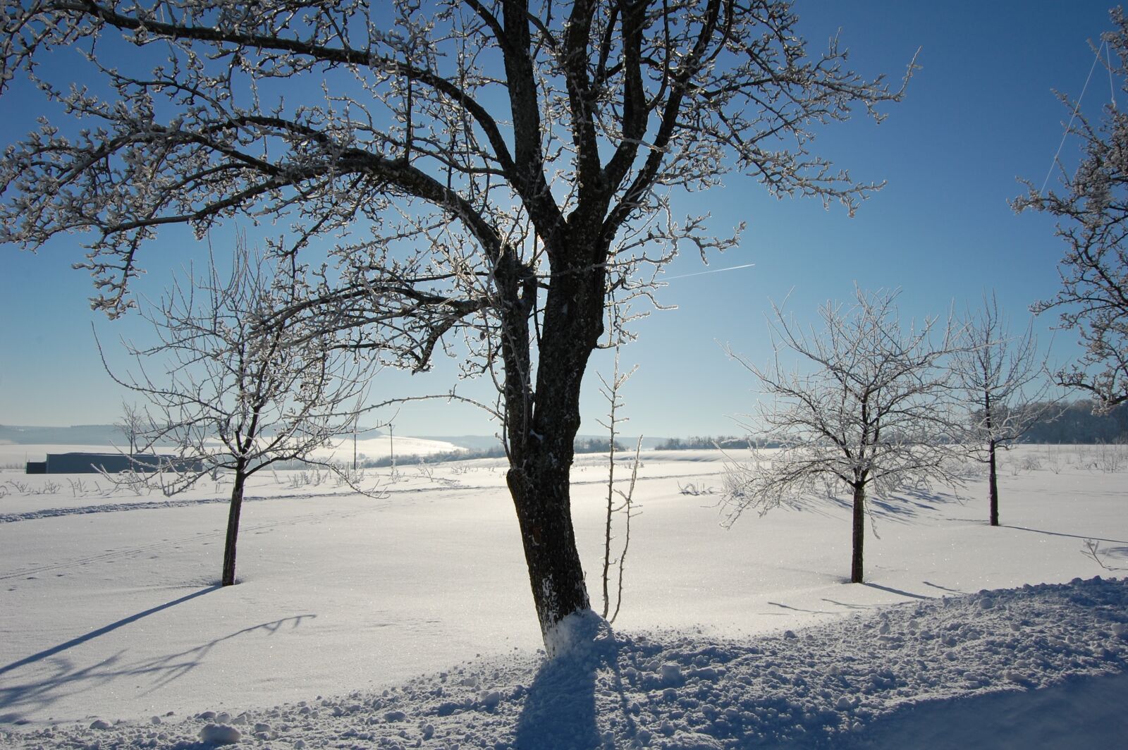 Nikon D40 sample photo. Winter, tree, snow photography