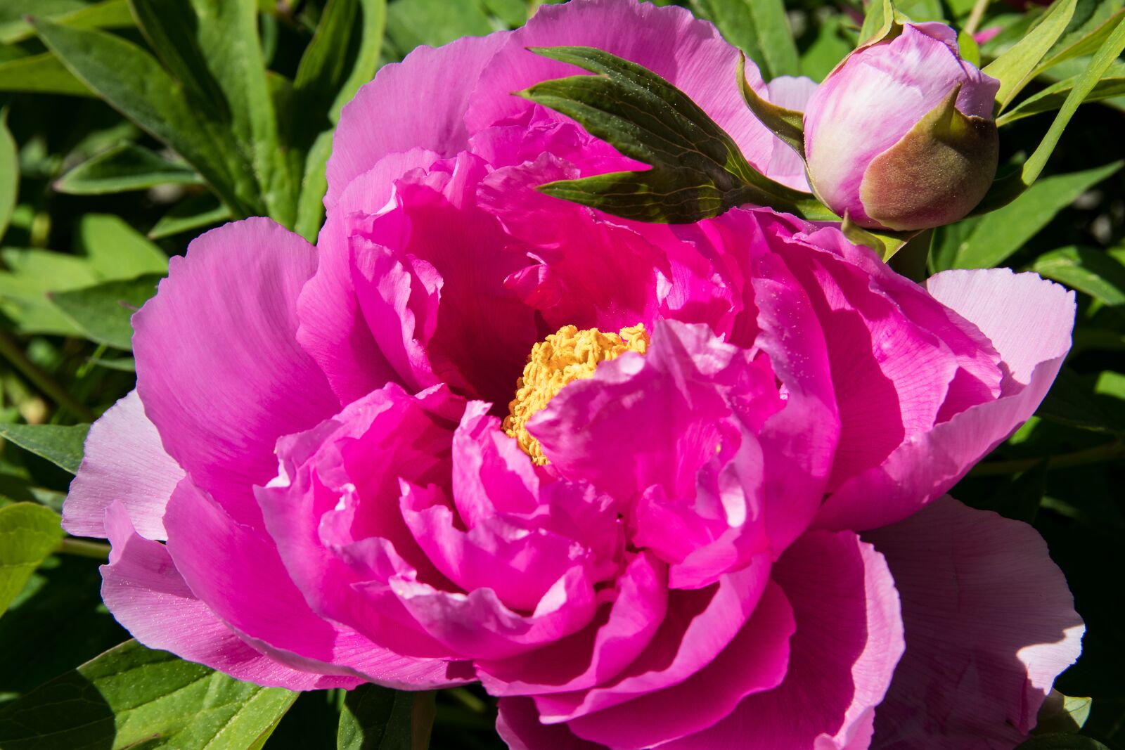 Canon EOS 80D sample photo. Peony, plant, blossom photography