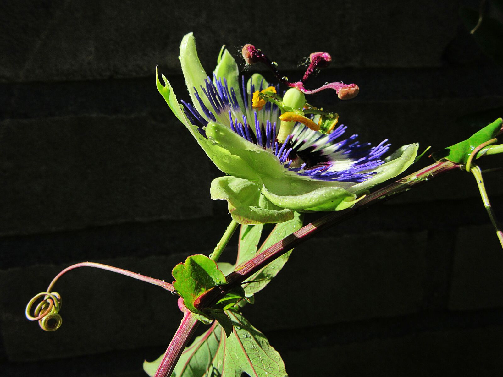 Canon PowerShot SX610 HS sample photo. Passion flower, dew, rain photography