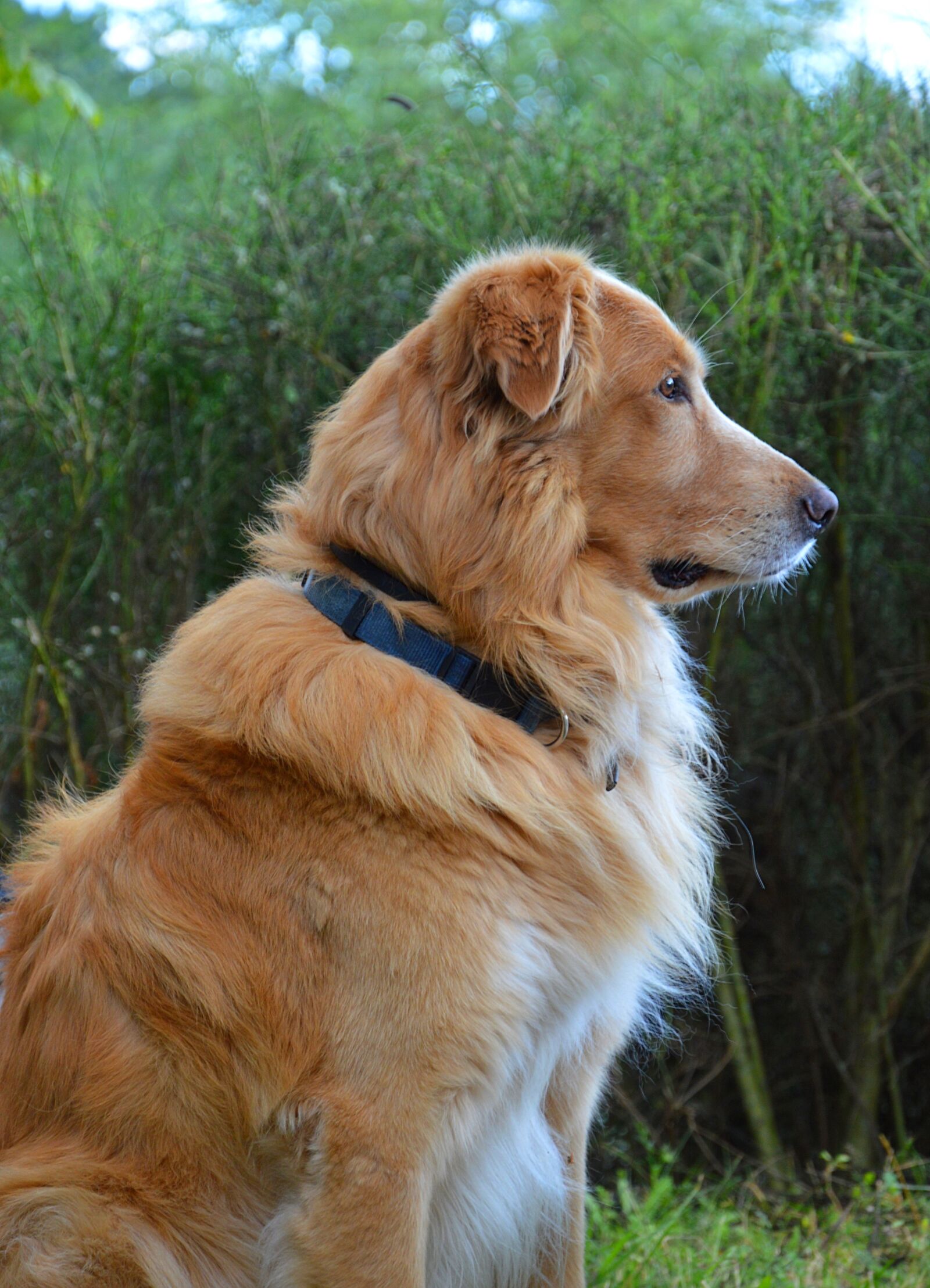 Nikon D3200 sample photo. Dog, golden retriever, animal photography
