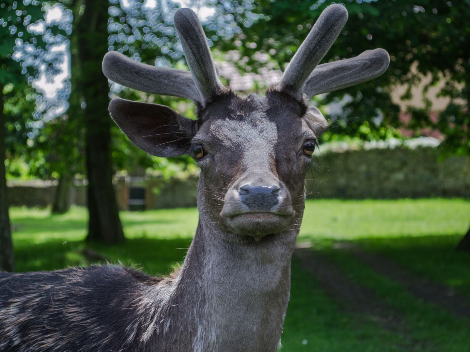 Nikon D3100 sample photo. Snapshot, eyes, gaze photography
