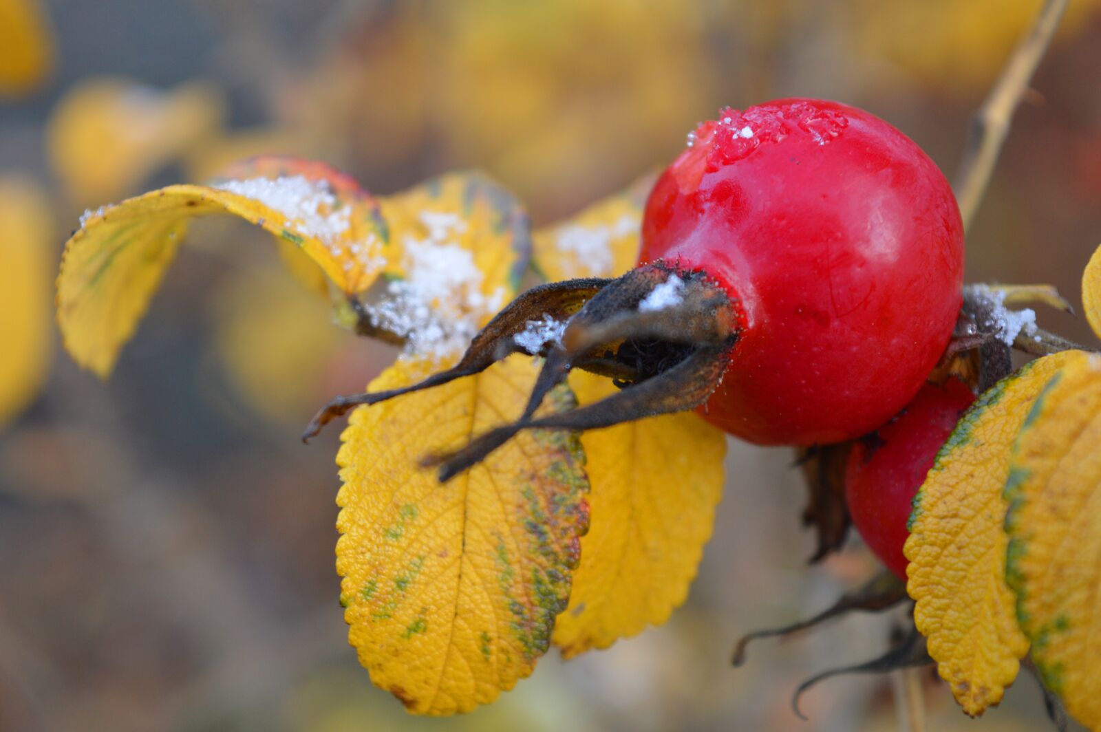 Nikon D3200 sample photo. Rose hip, autumn, autumn photography