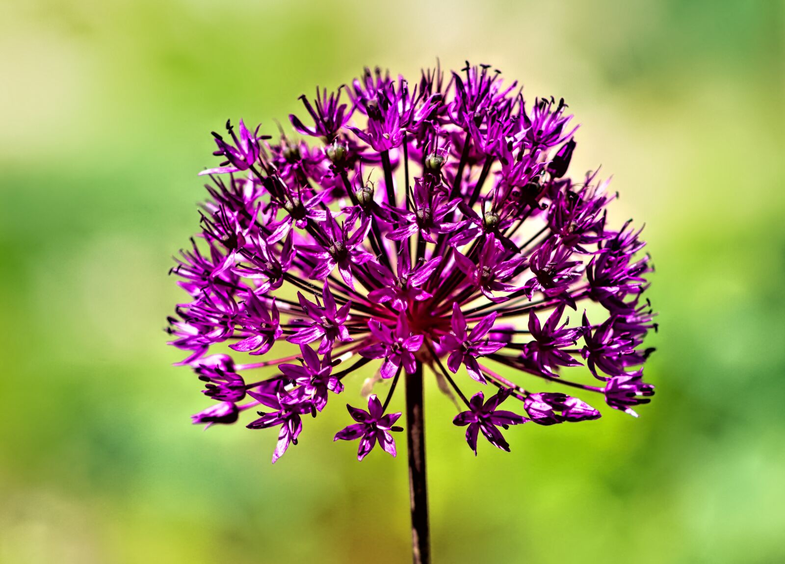 Canon EOS 90D sample photo. Allium, allium giganteum, giganteum photography