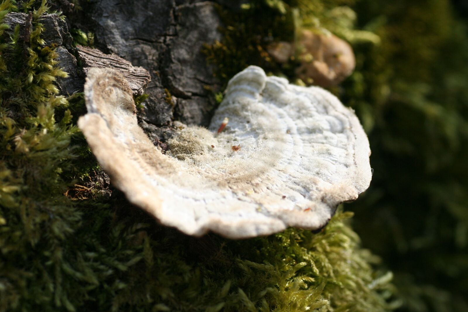 Canon EOS 350D (EOS Digital Rebel XT / EOS Kiss Digital N) sample photo. Strain, fungus, nature photography