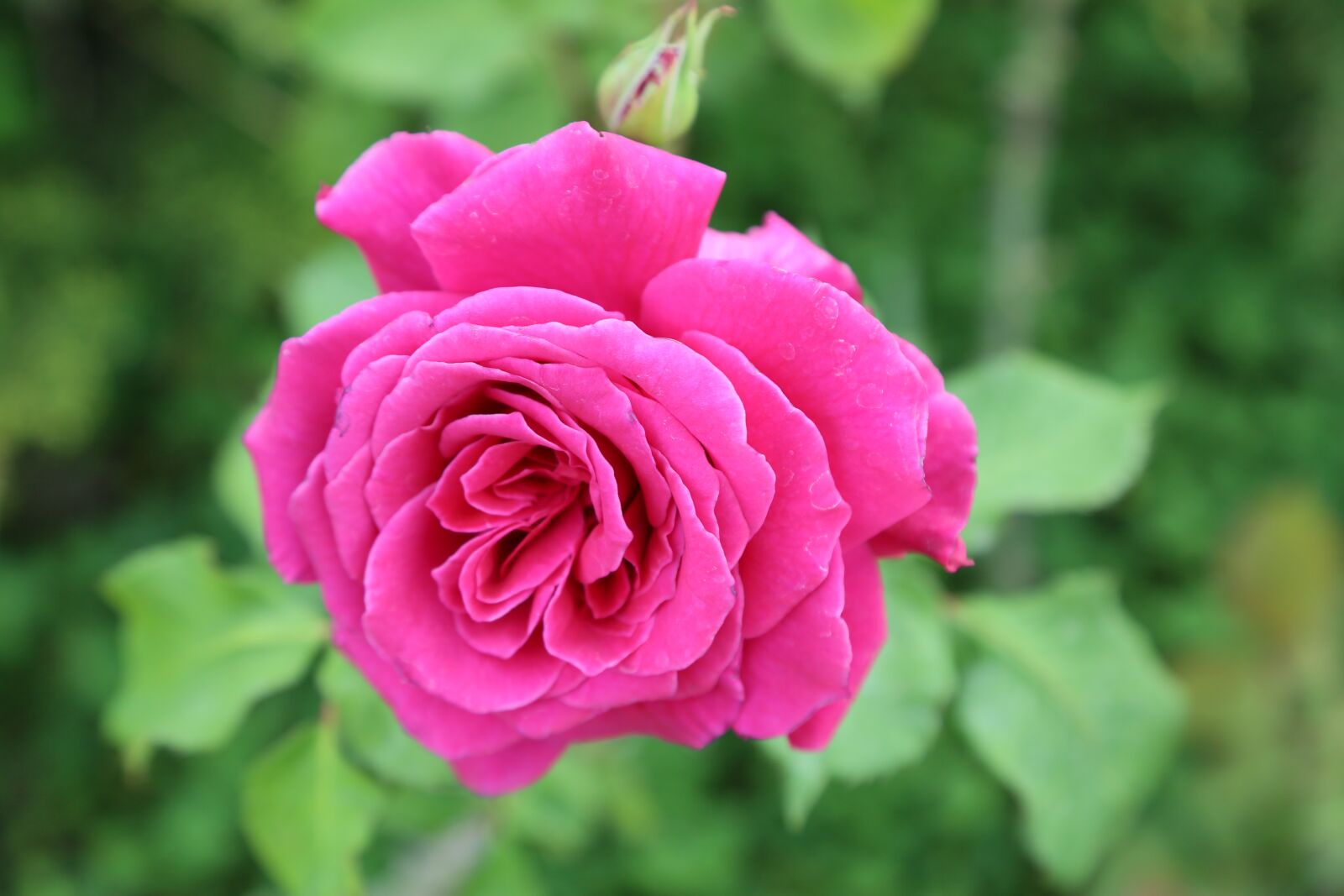 Canon EF 24-105mm F4L IS USM sample photo. Rose, greengrass, nature photography
