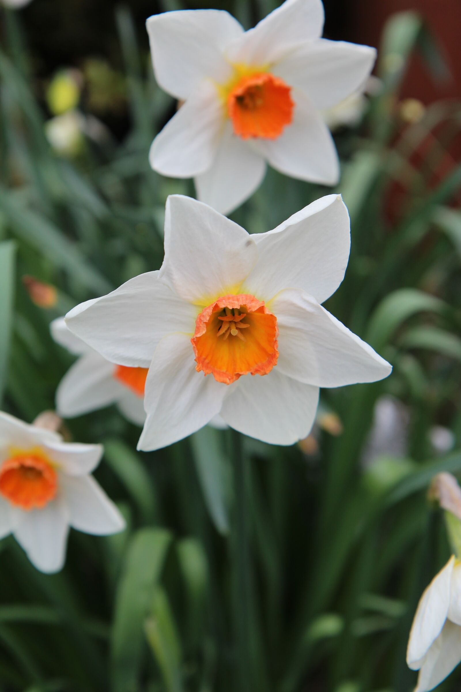Canon EOS 600D (Rebel EOS T3i / EOS Kiss X5) sample photo. Narcissus, daffodil, spring photography