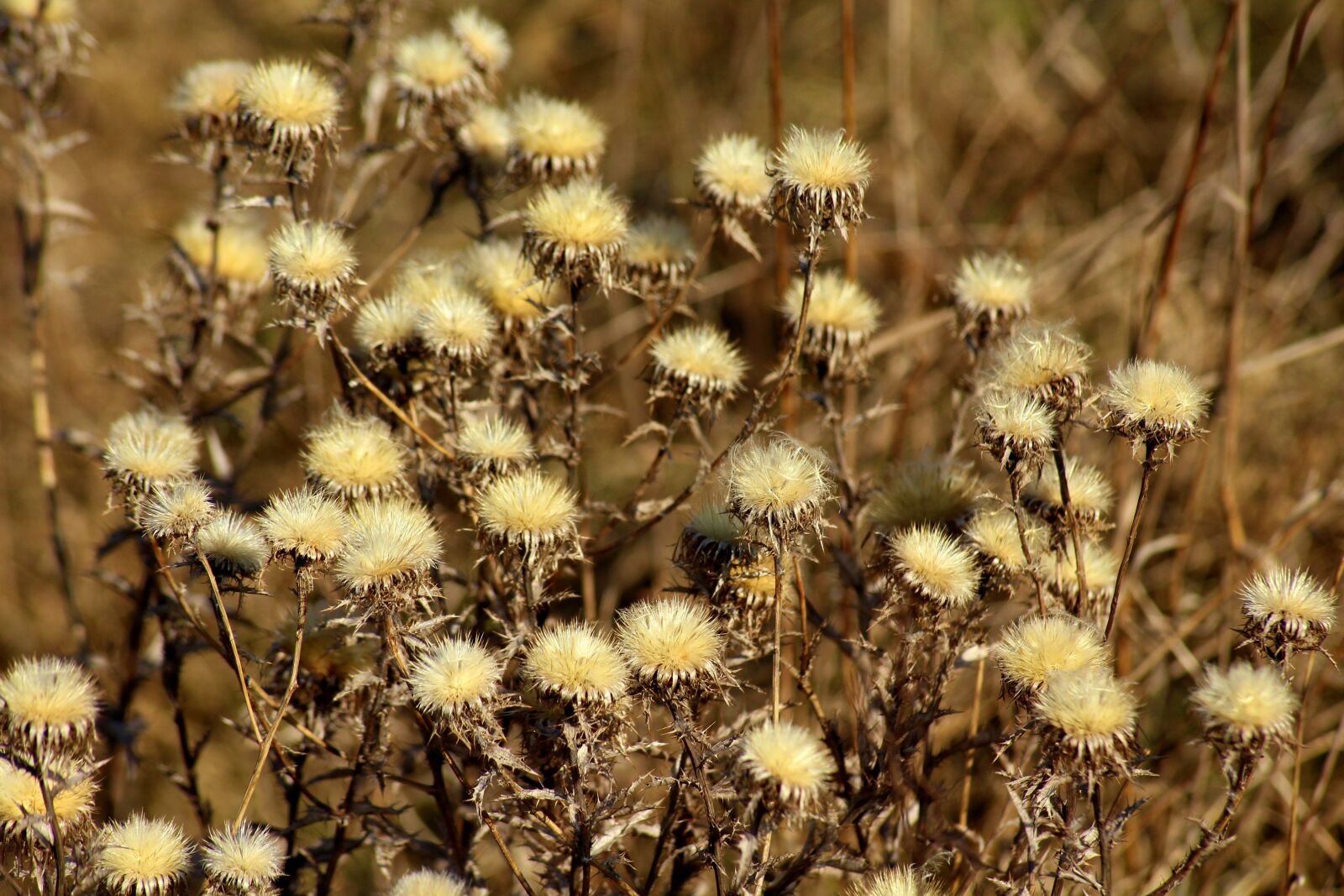 Canon EOS 1200D (EOS Rebel T5 / EOS Kiss X70 / EOS Hi) sample photo. Grass, thistle, dry photography