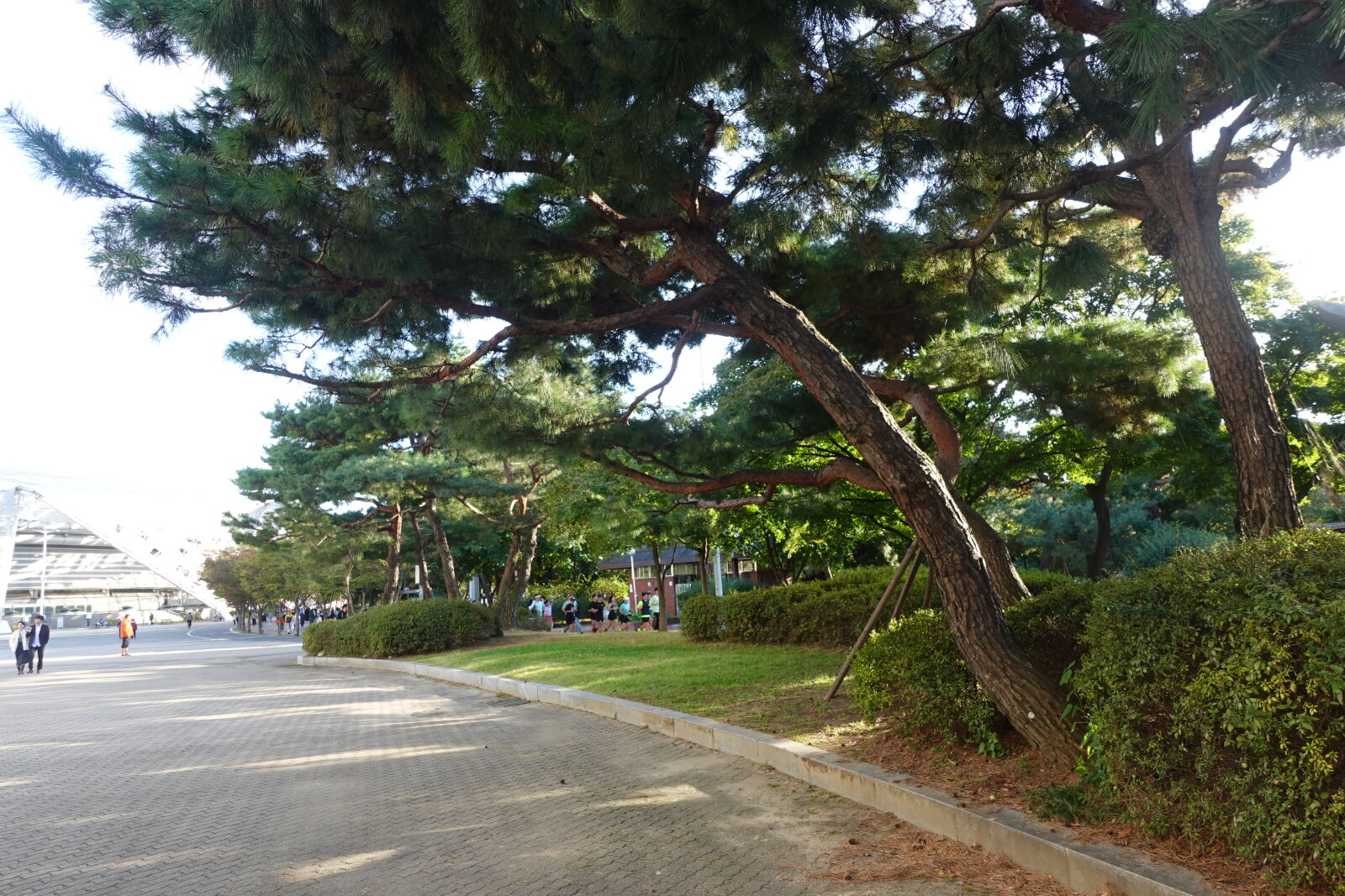 Sony ZV-1 sample photo