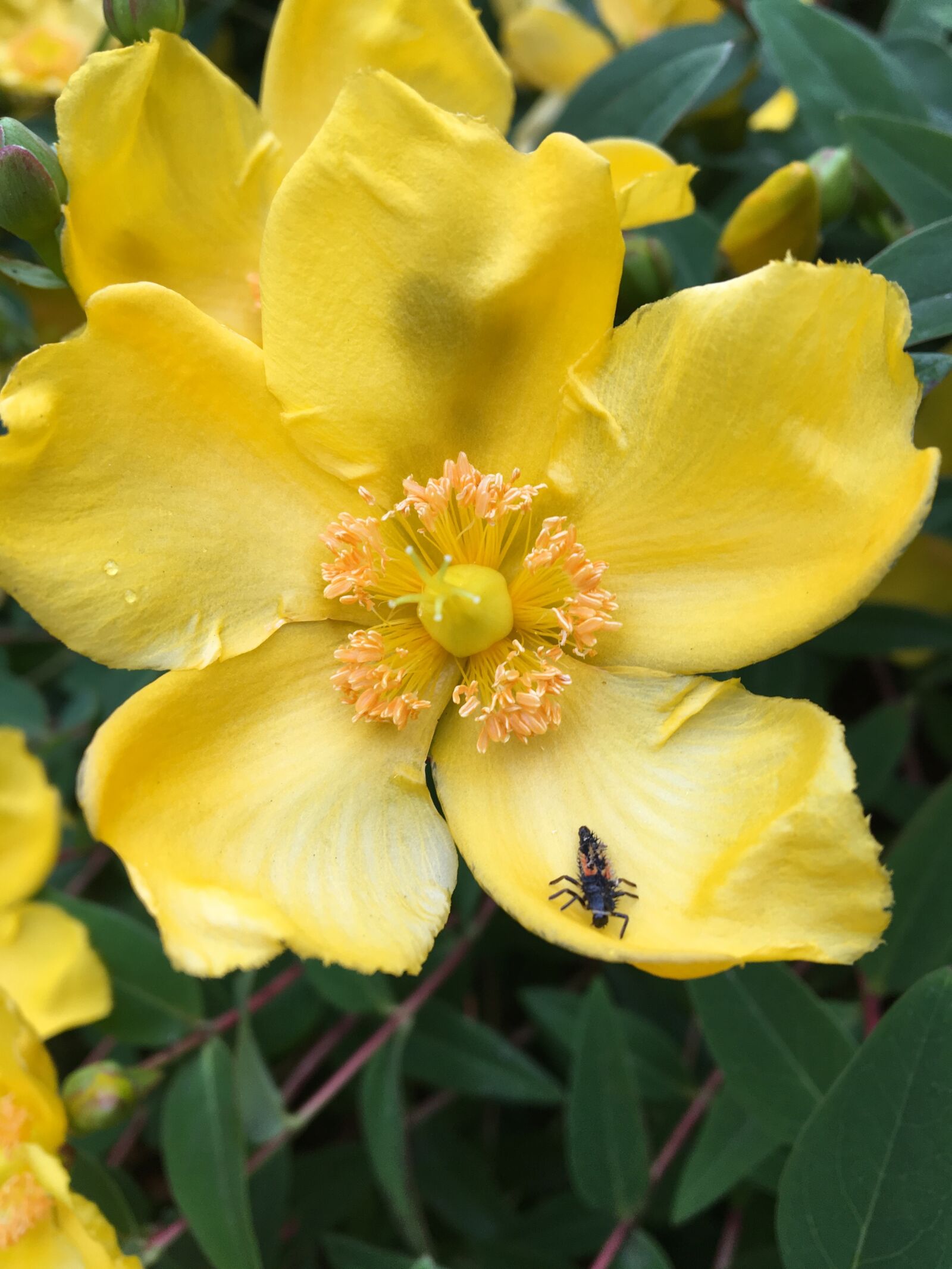 Apple iPhone 6s sample photo. Bug, yellow, flower photography