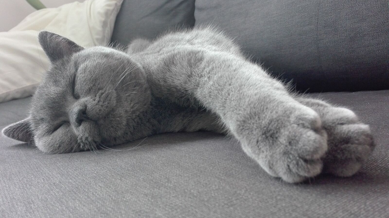 HUAWEI P8 Lite sample photo. Bkh, british shorthair, cat photography
