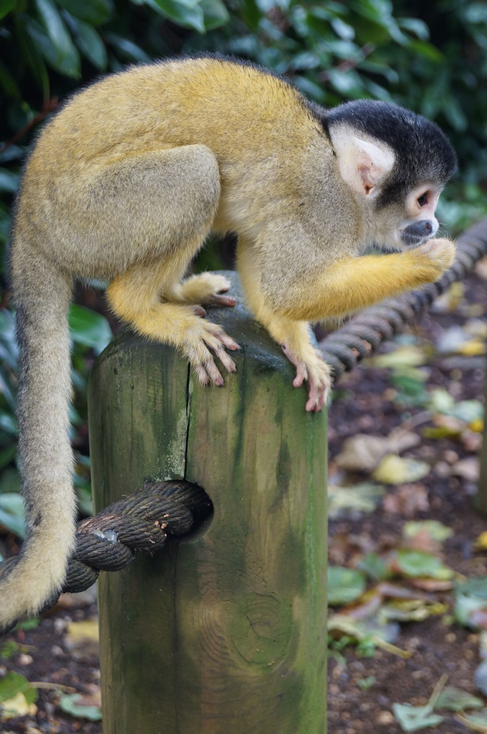 Sony SLT-A37 sample photo. Monkey, squirrel, monkey photography