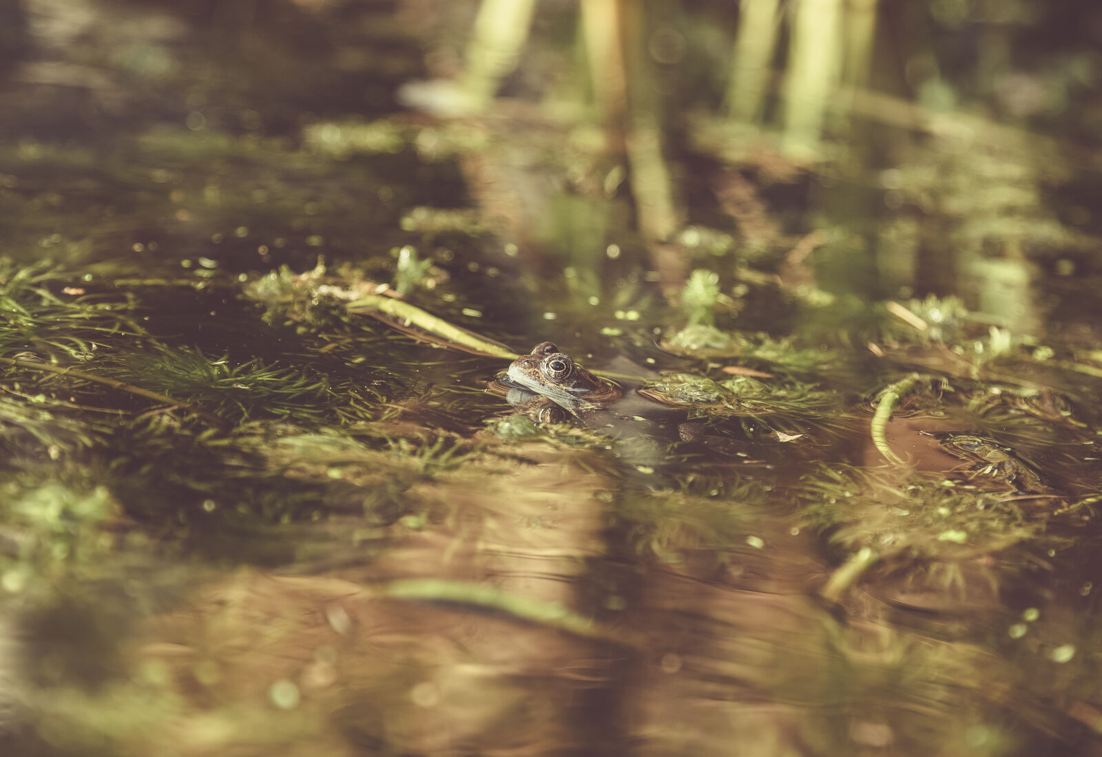 Canon EF 24-105mm F4L IS USM sample photo. Eggs, frog, frogs, frogs photography