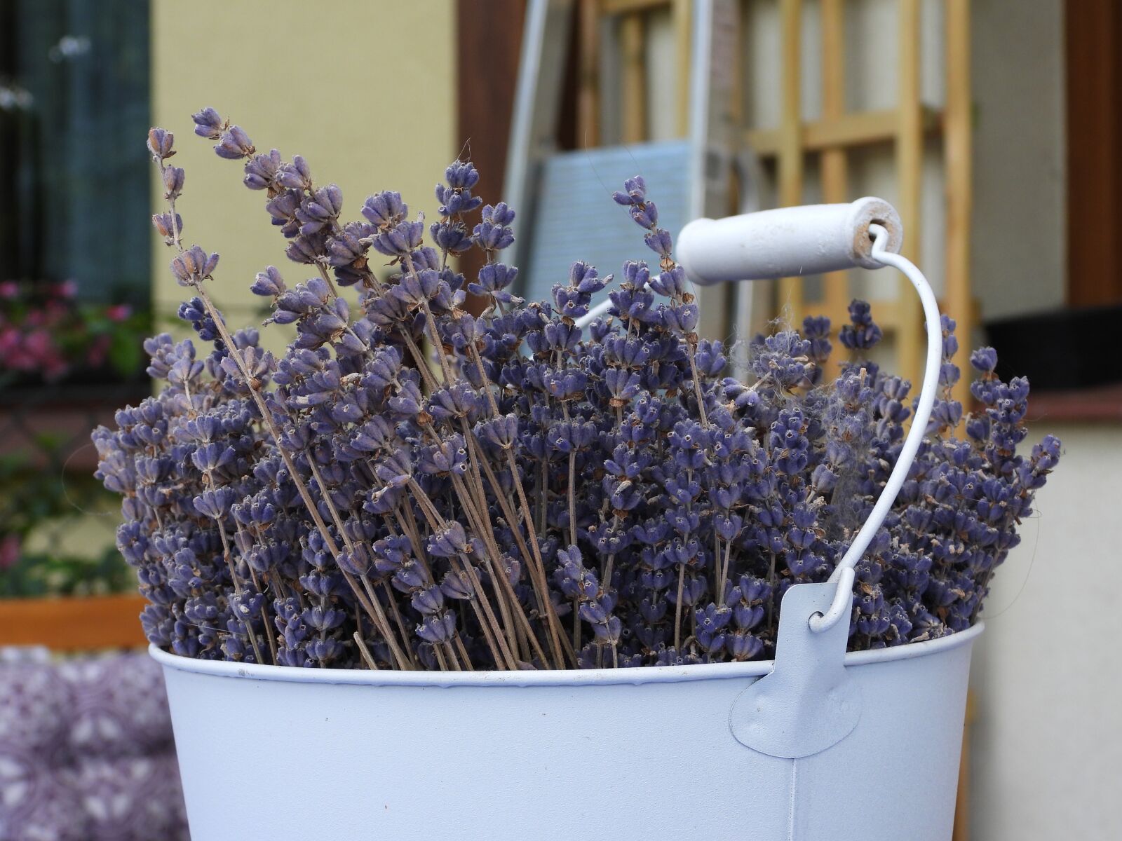 Nikon Coolpix P1000 sample photo. Lavender, dried lavender, a photography