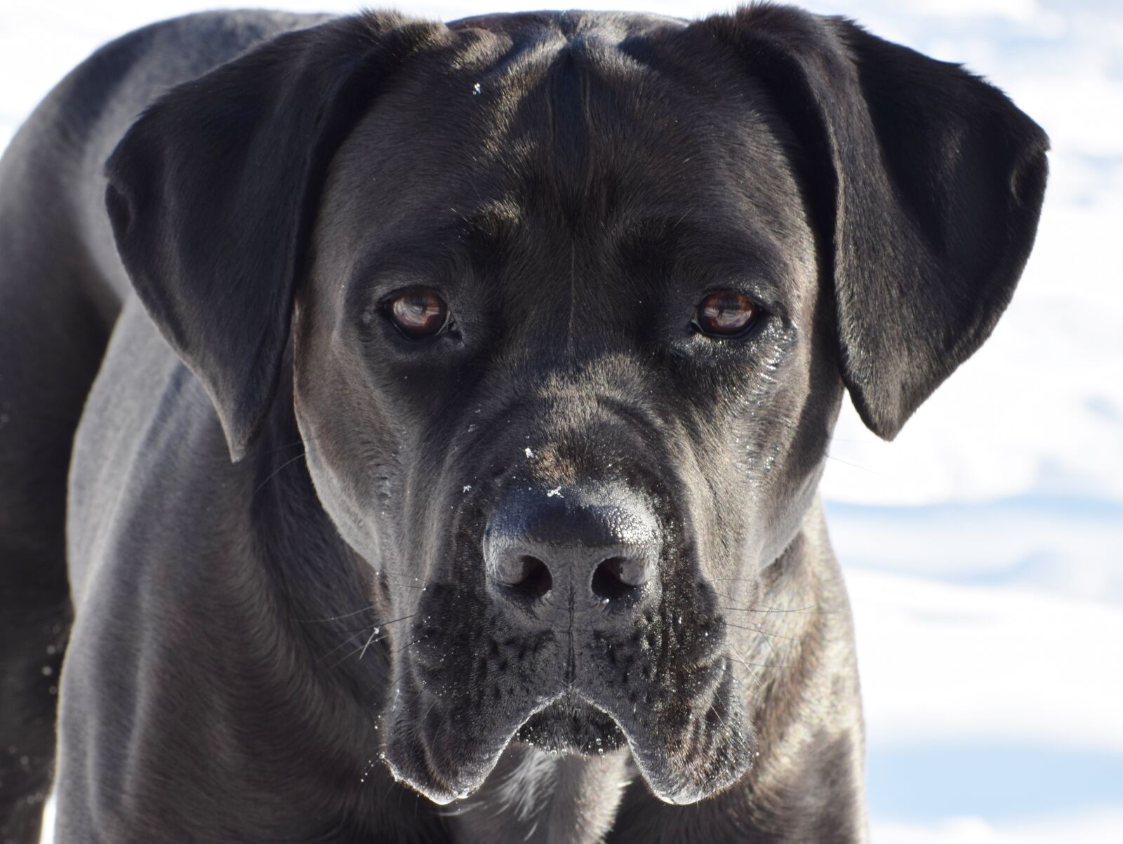 Nikon D3300 sample photo. Cane corso, dog, puppy photography