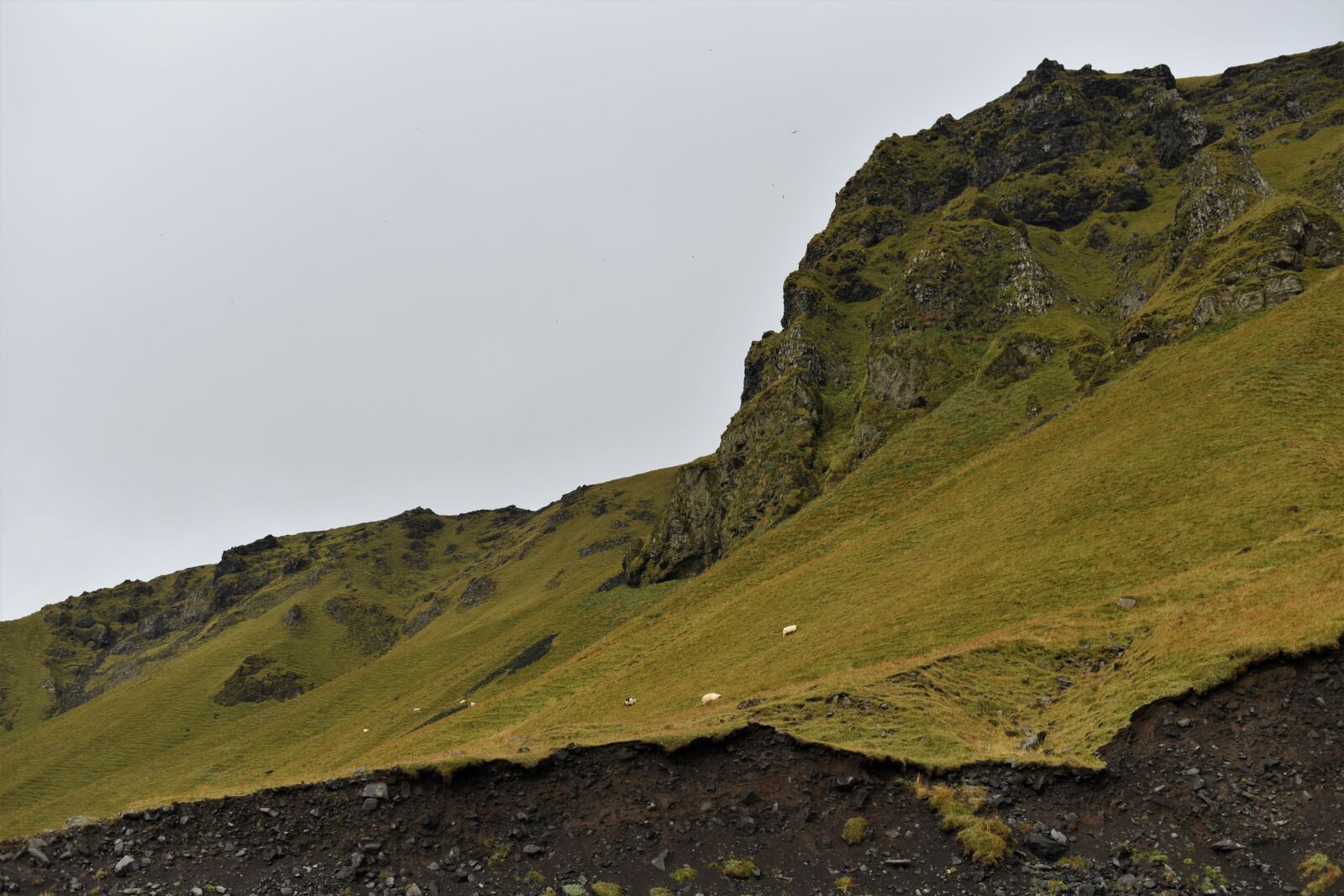 Nikon D750 sample photo. Mountain, sheep, nature photography