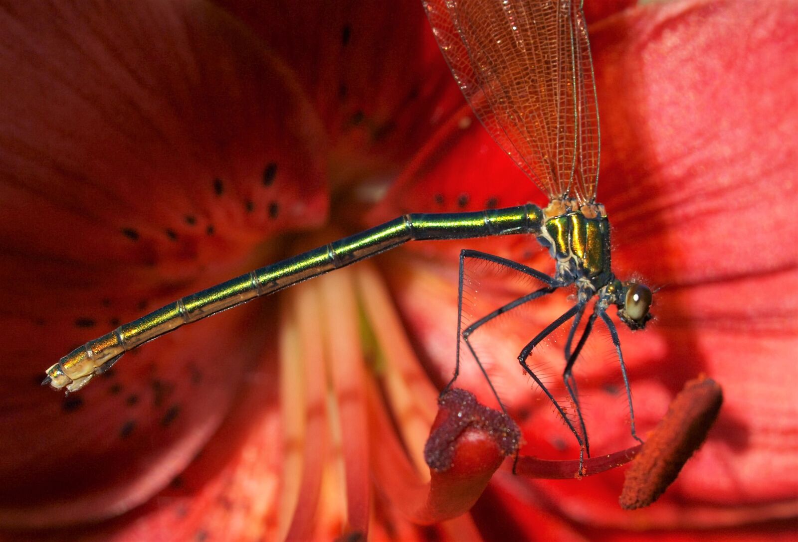 Olympus E-520 (EVOLT E-520) sample photo. Insect, damsel fly, flower photography