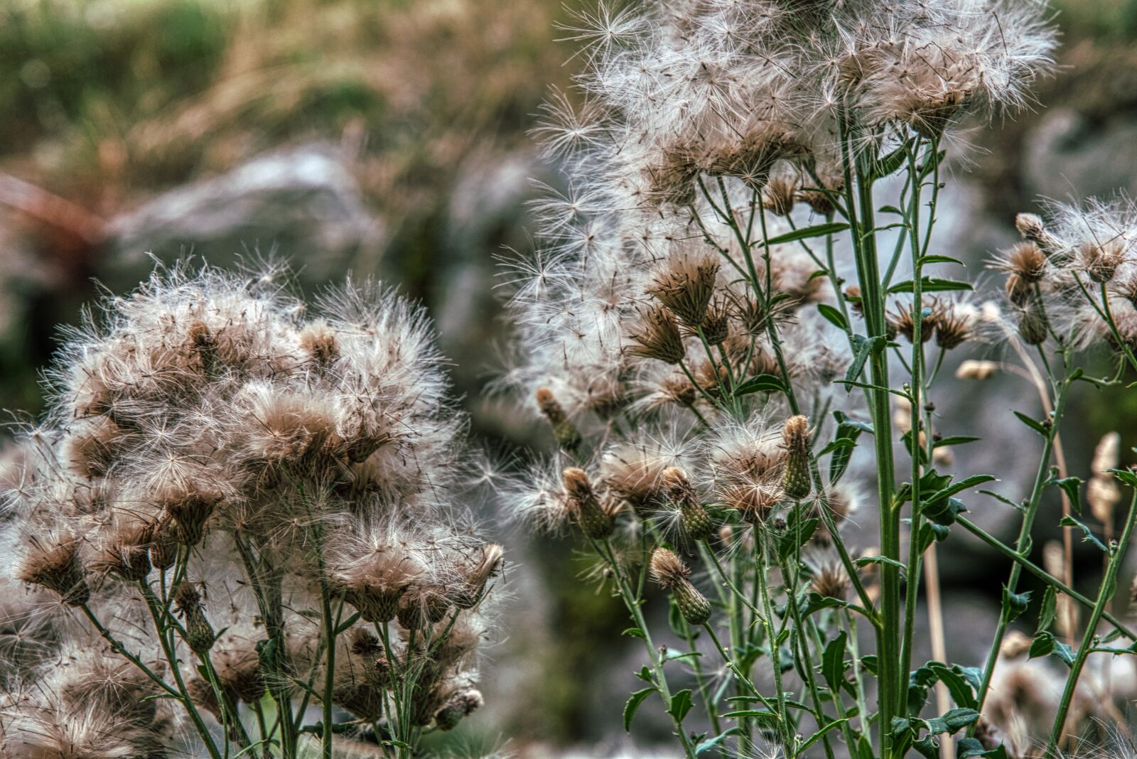 Nikon D750 sample photo. Thistles, faded, seeds photography