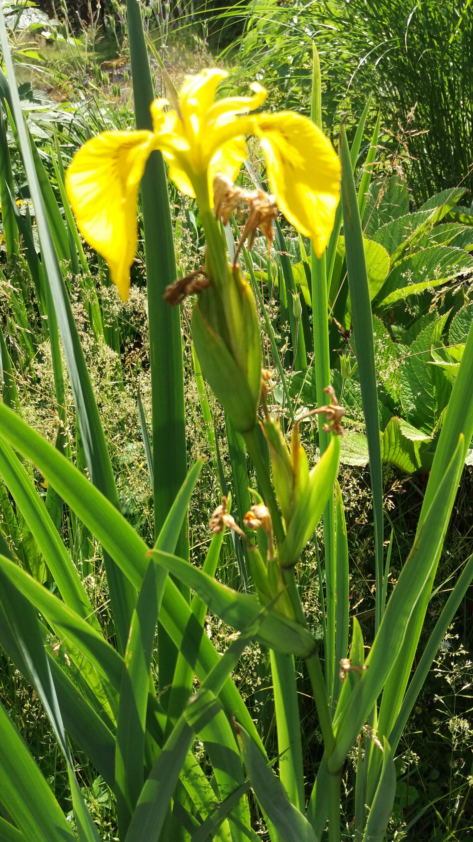 Samsung Galaxy J5 sample photo. The yellow iris, flowering photography