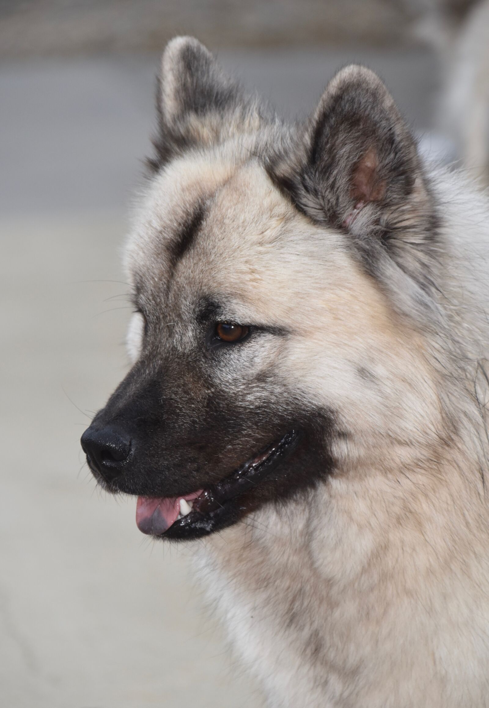Nikon D5600 sample photo. Dog, bitch, dog eurasier photography