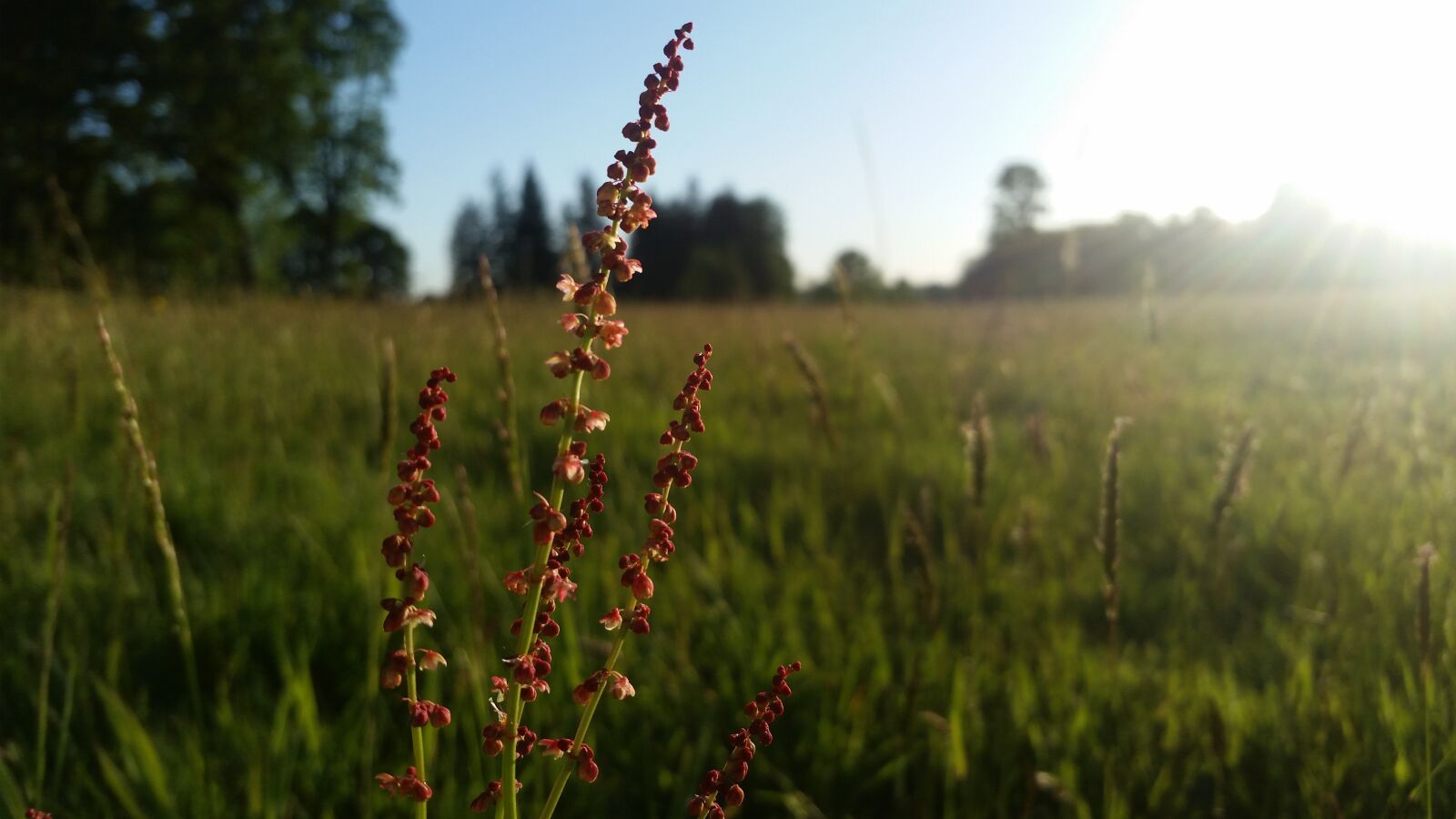 Samsung Galaxy S5 sample photo. Red, flower, desktop photography
