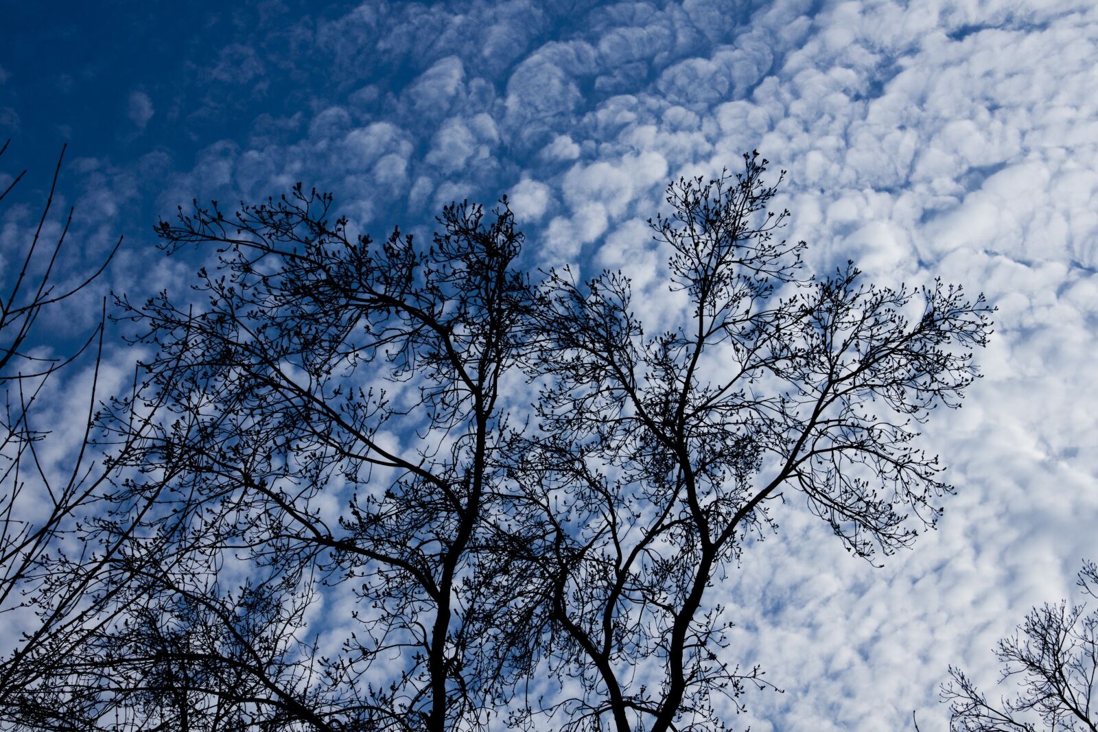 Canon EOS 500D (EOS Rebel T1i / EOS Kiss X3) sample photo. Tree, forest, branch photography