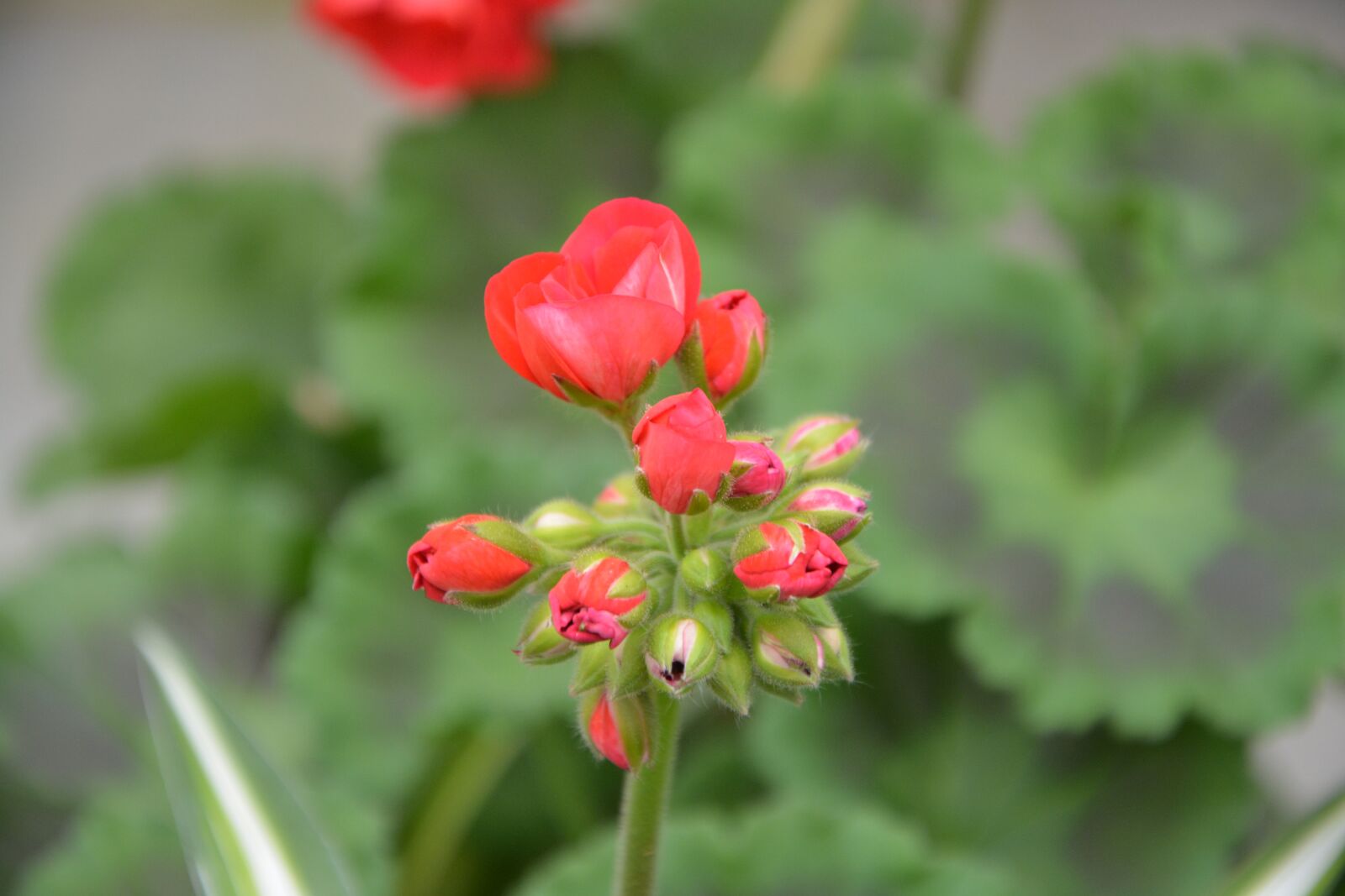 Nikon D5200 sample photo. Flower, red geranium, flower photography
